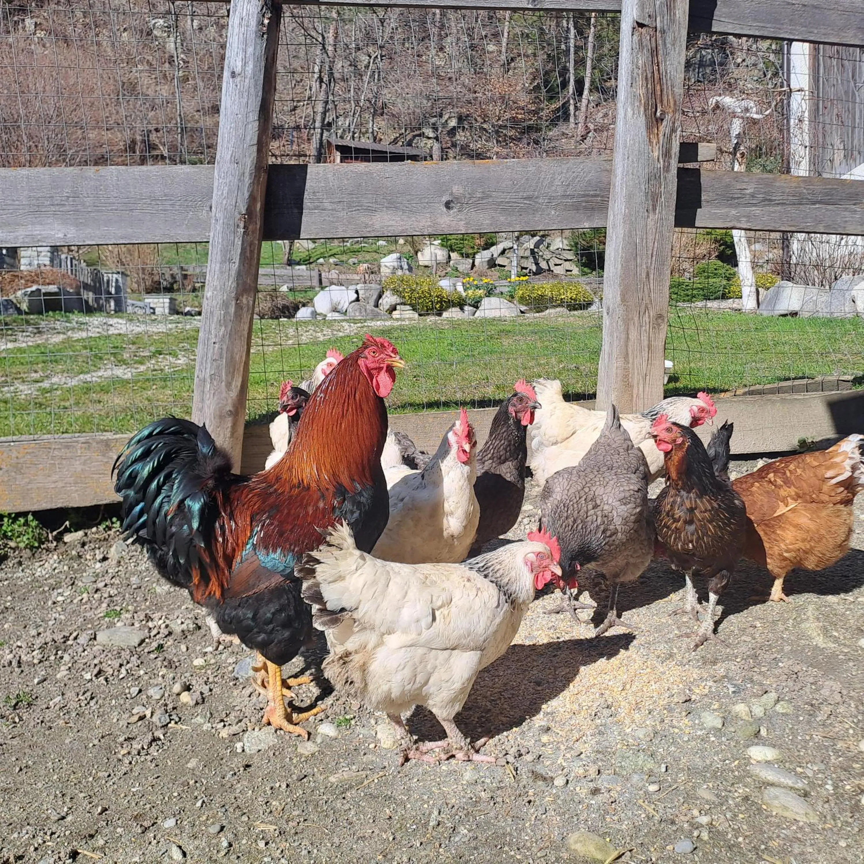 Animals in Residence Obermoarhof - Family Apartments with Pool & Playground