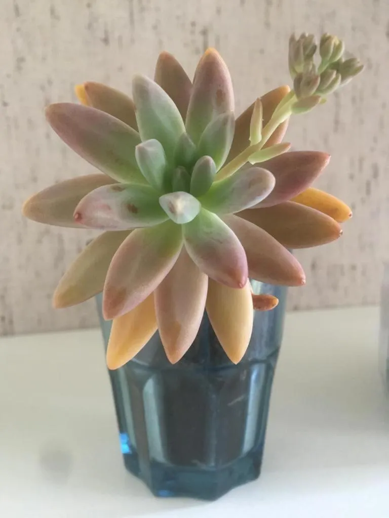 B&B La Fenice sul Lago