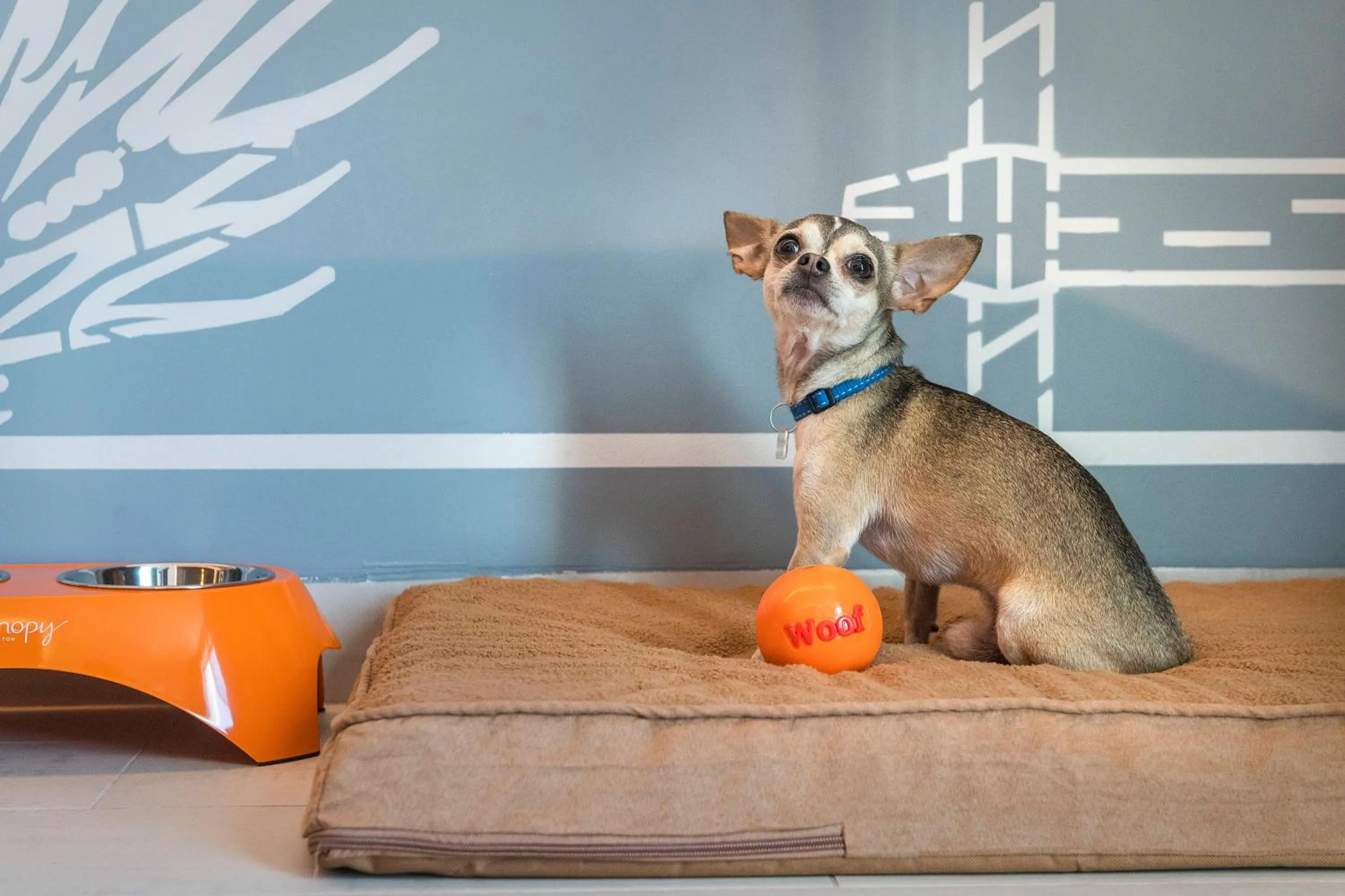 Pets in Canopy By Hilton Cancun La Isla