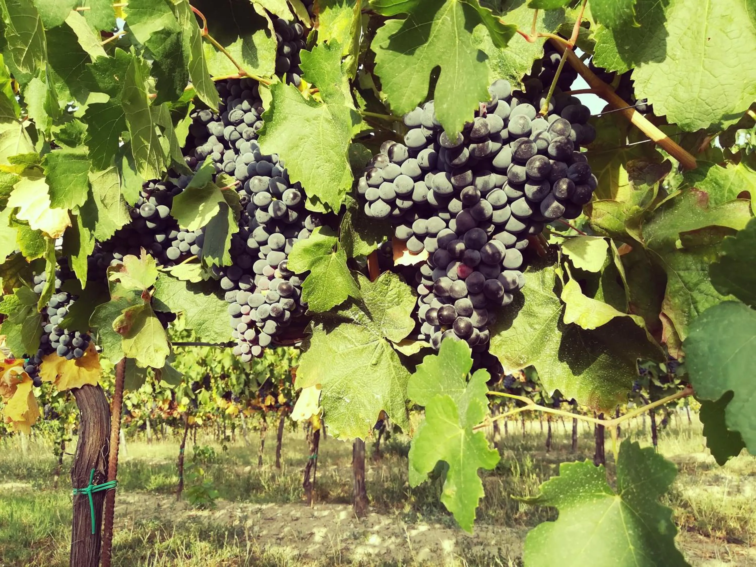 tenuta i musi lunghi