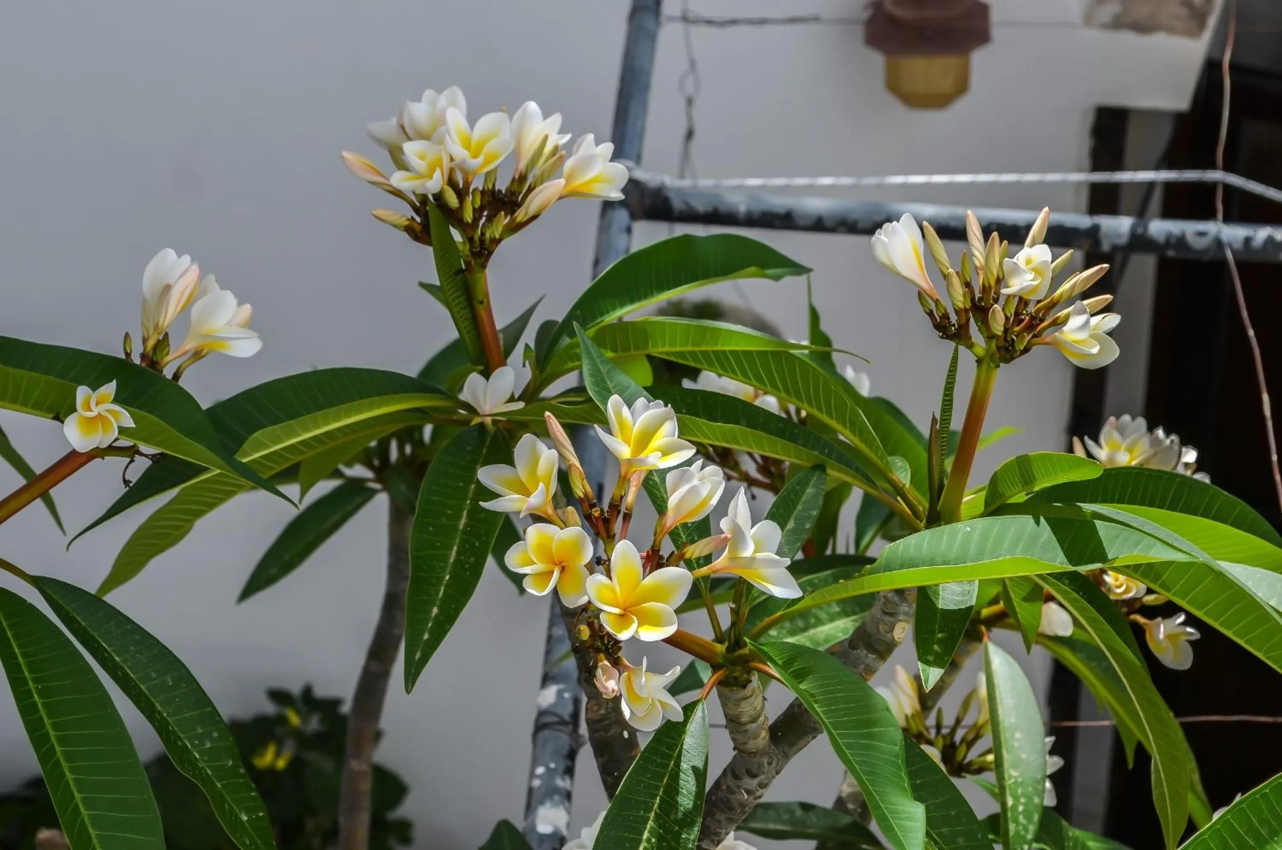 Property building in Kalypso