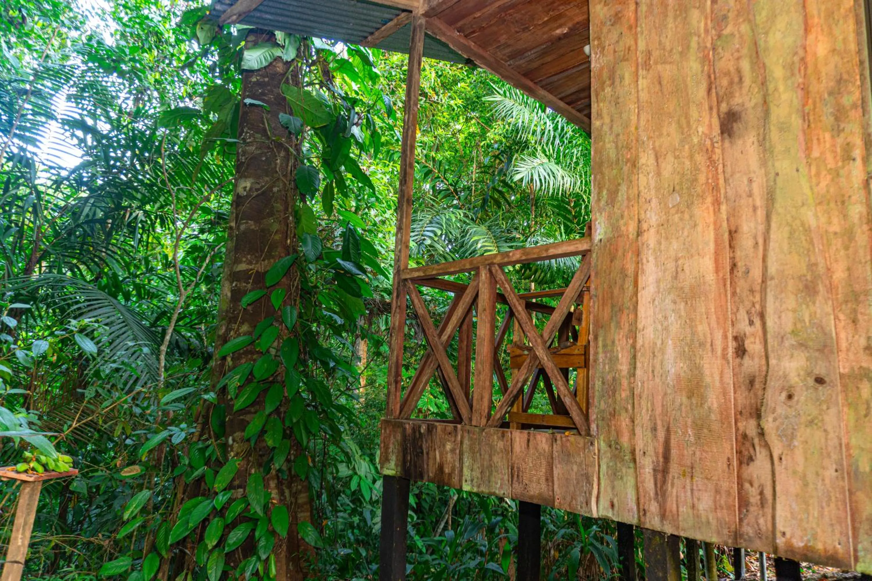 Balcony/Terrace in Citronela Lodge Corcovado