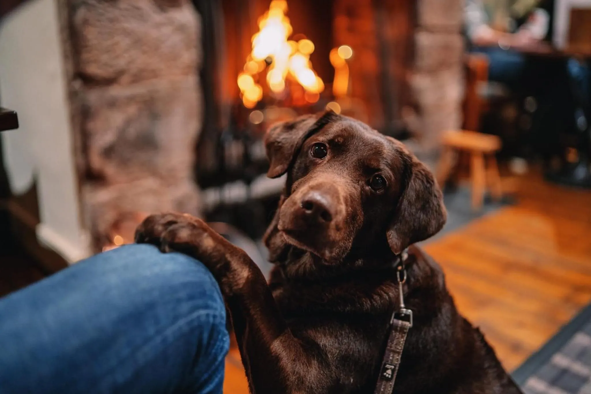 Pets in The Bull and Townhouse, Beaumaris- The Inn Collection Group
