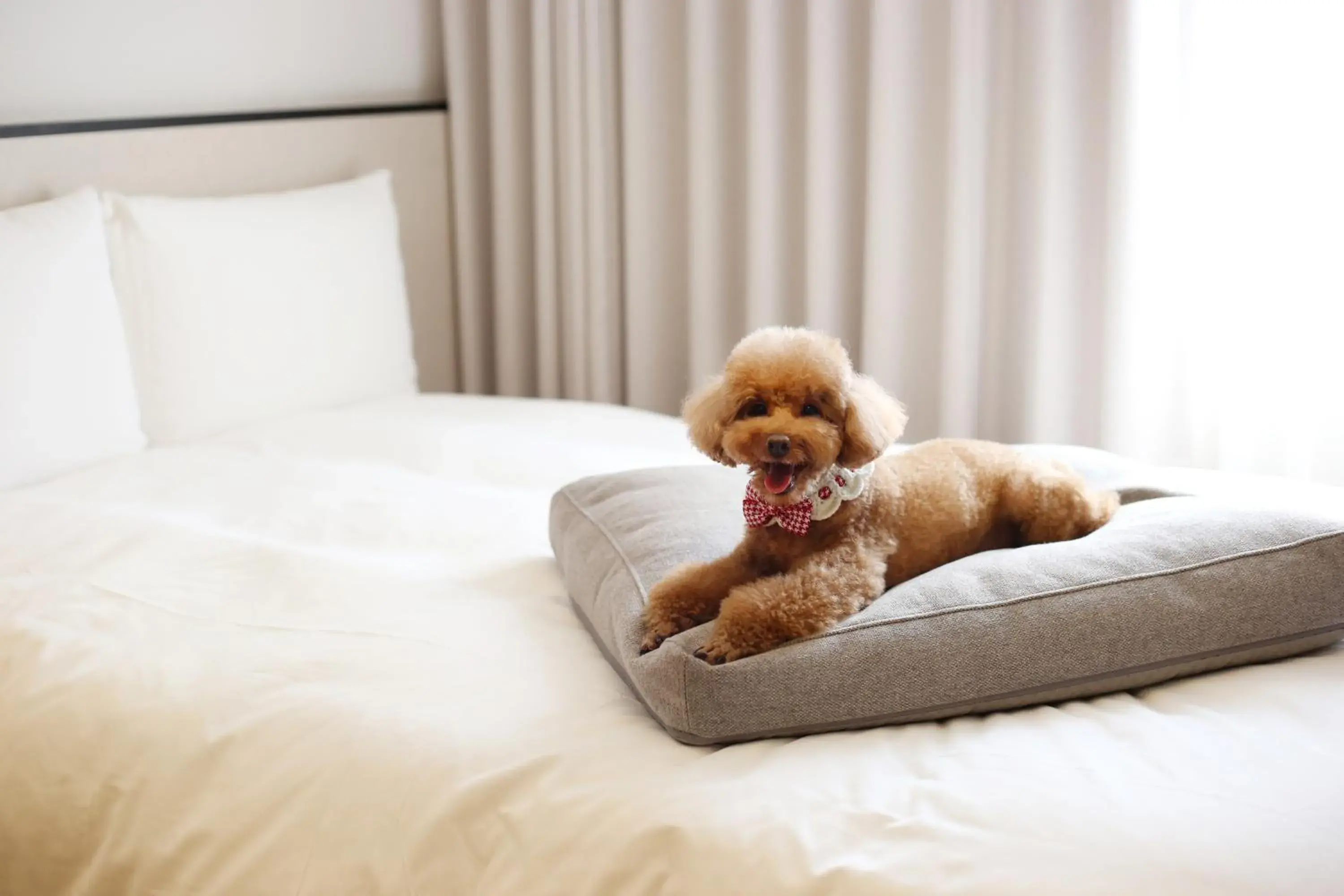 Pets, Bed in Maison Glad Jeju Pets, Bed in Maison Glad Jeju