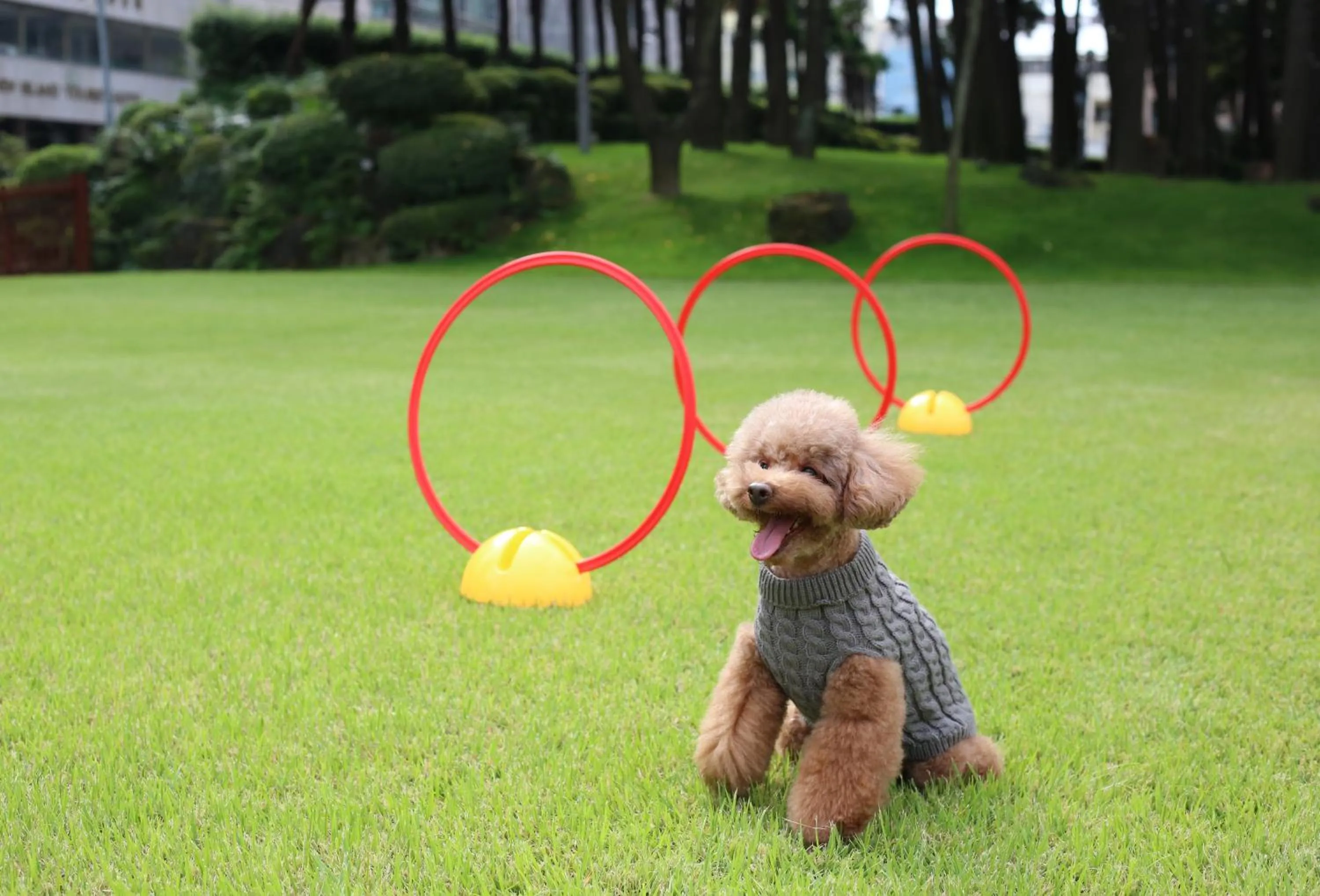 Pets in Maison Glad Jeju