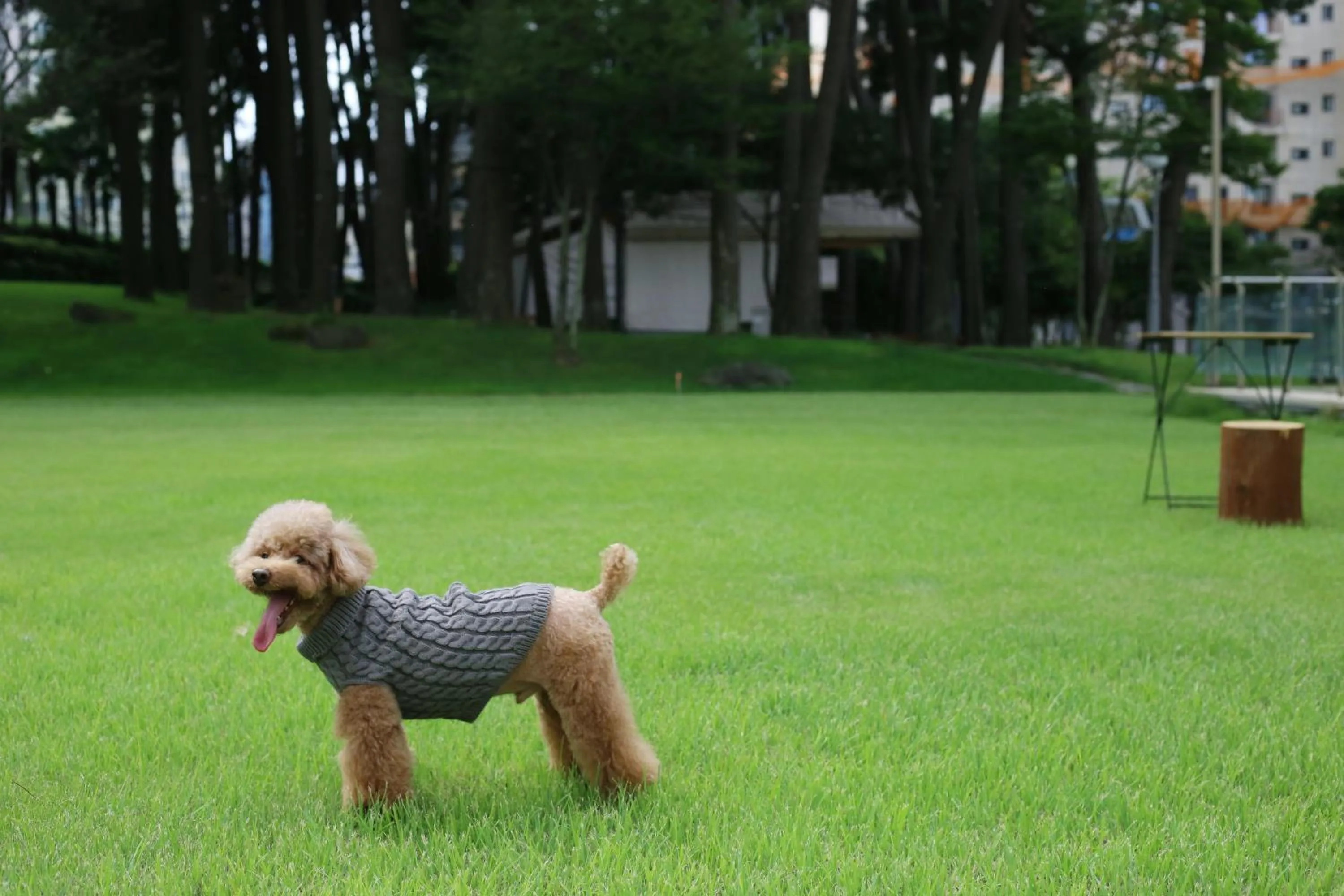 Pets in Maison Glad Jeju
