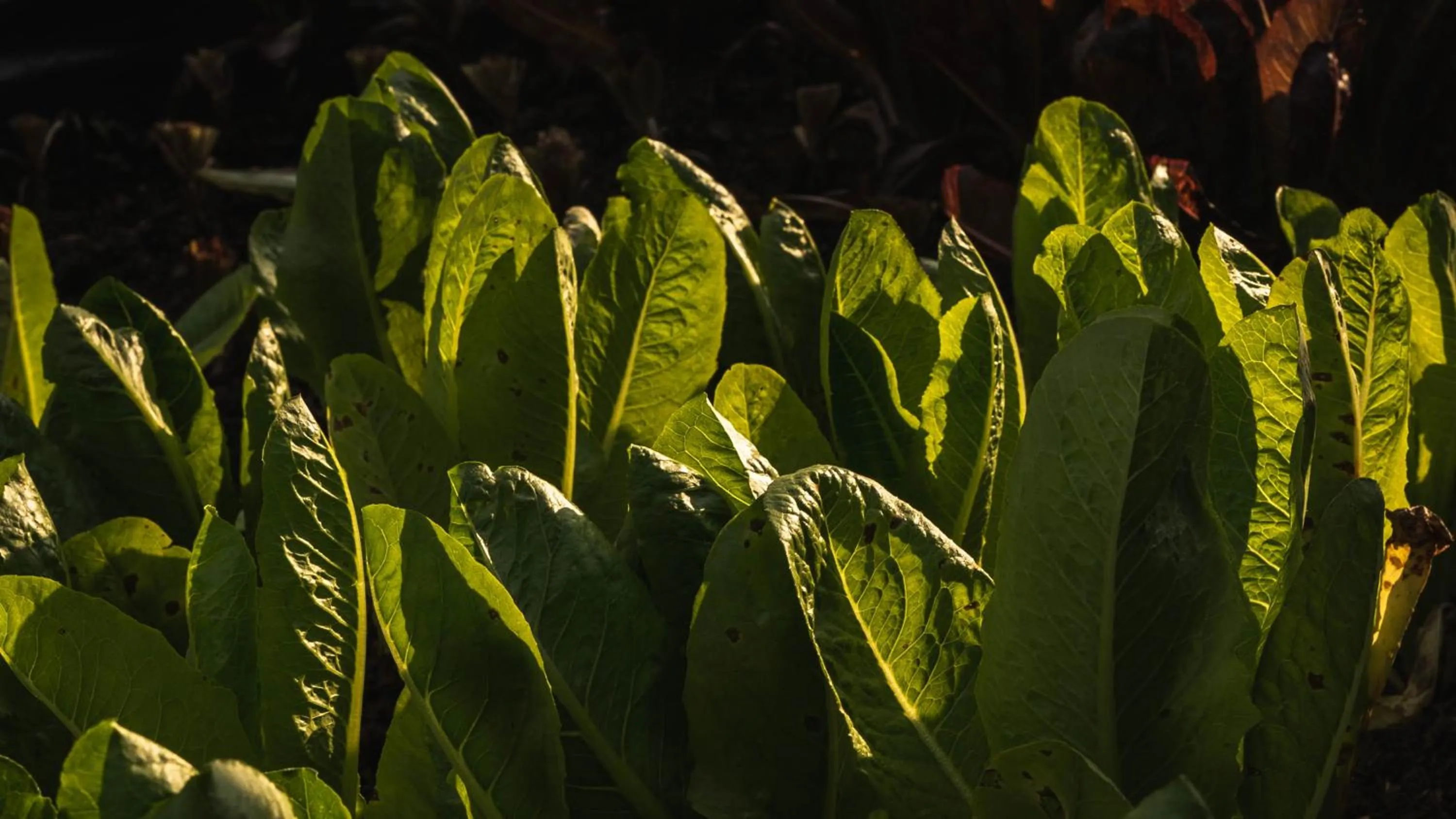 Garden in Rancho Eden