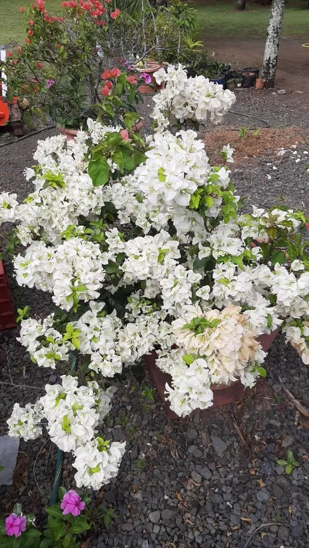 Domaine des Oiseaux Réunion