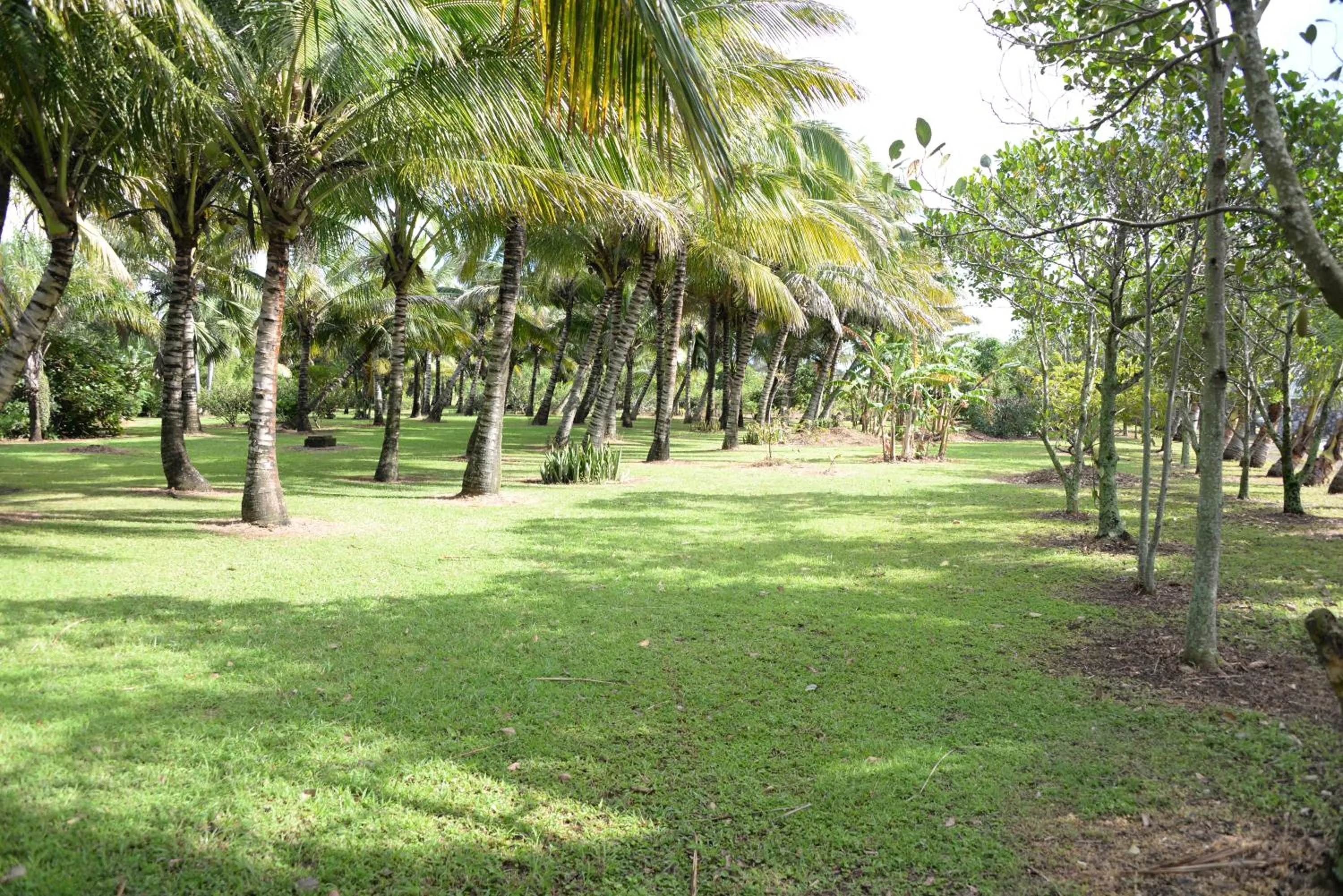 Domaine des Oiseaux Réunion