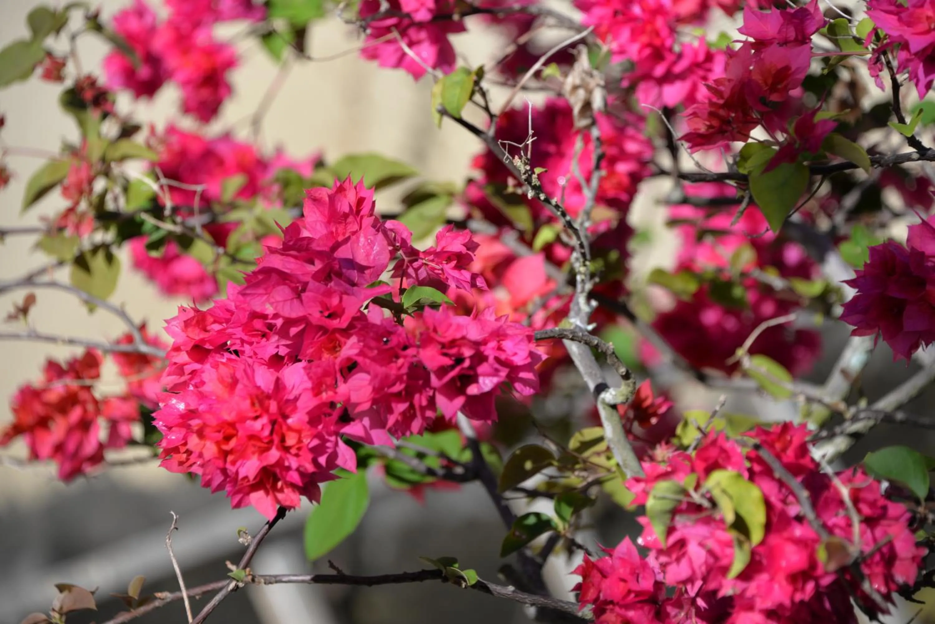 Domaine des Oiseaux Réunion