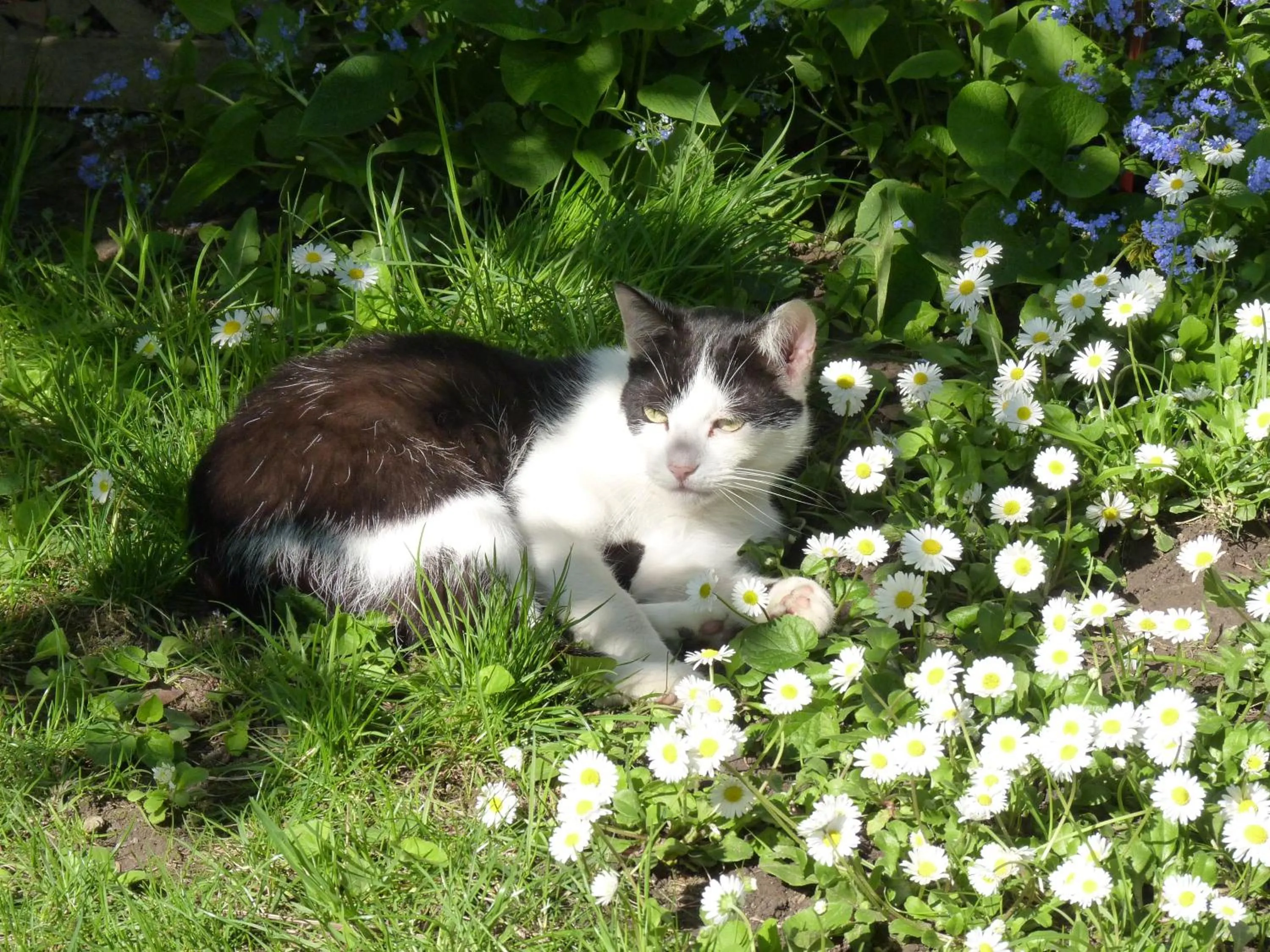Pets in Angéla Vendegház