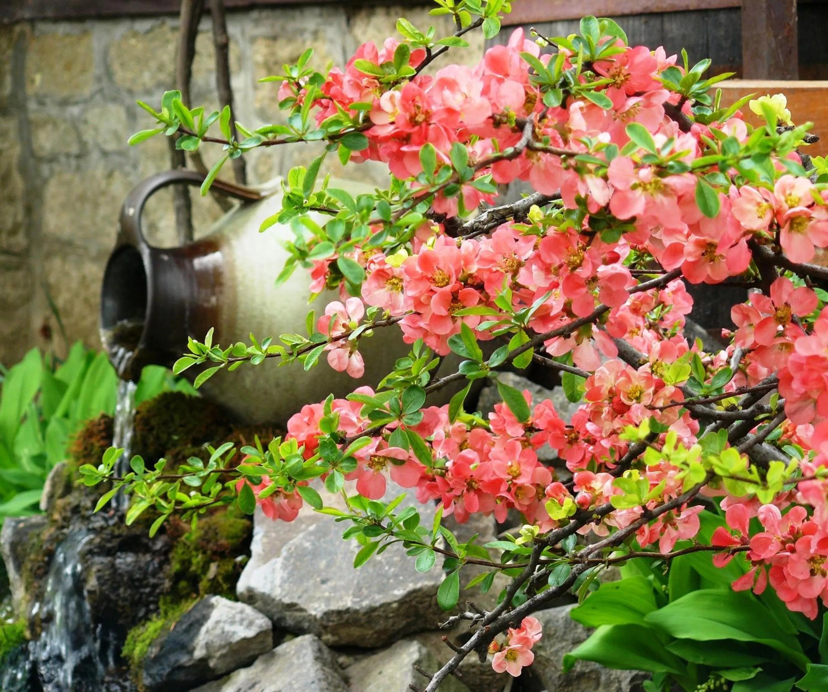 Garden in Angéla Vendegház