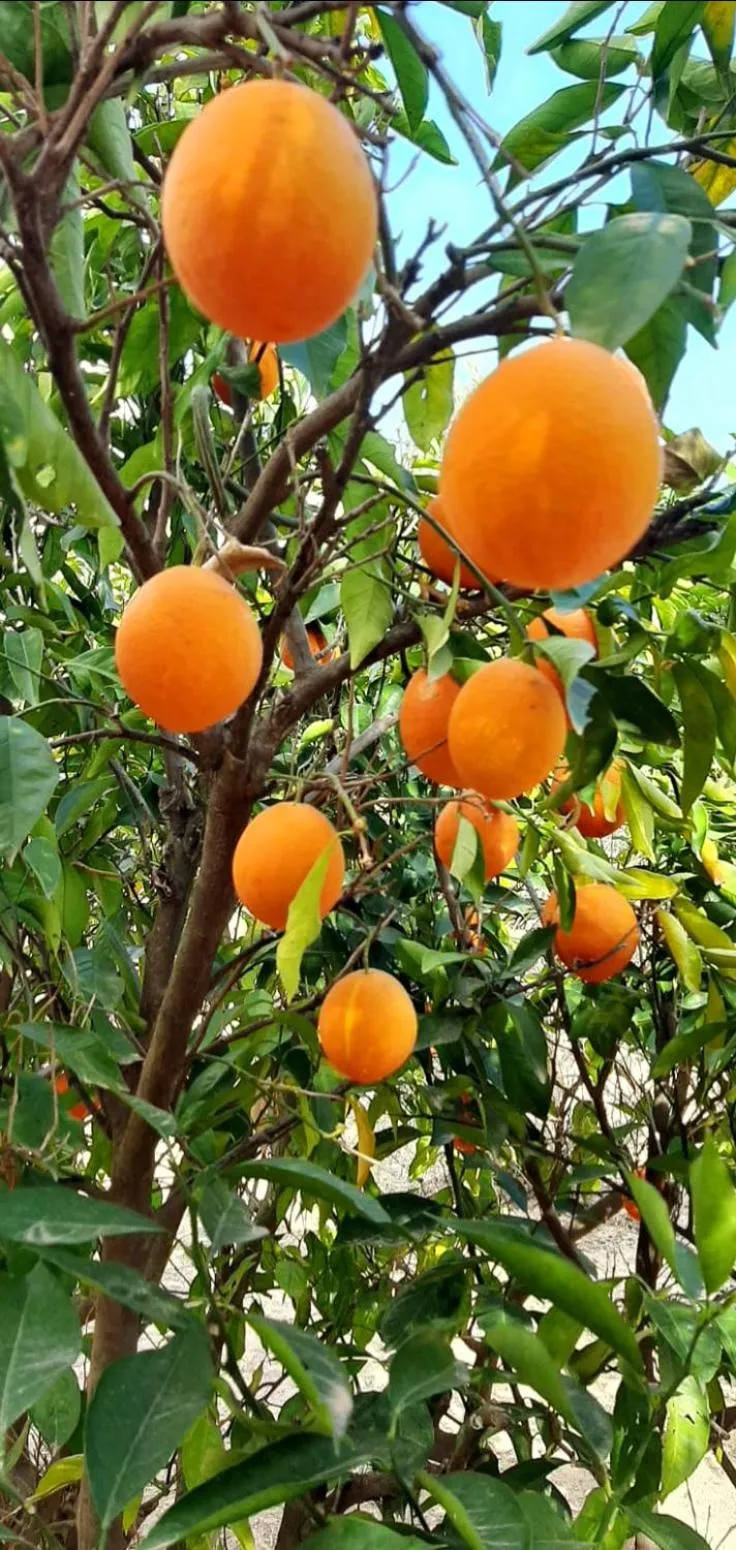 Garden in B&B Casa Josa