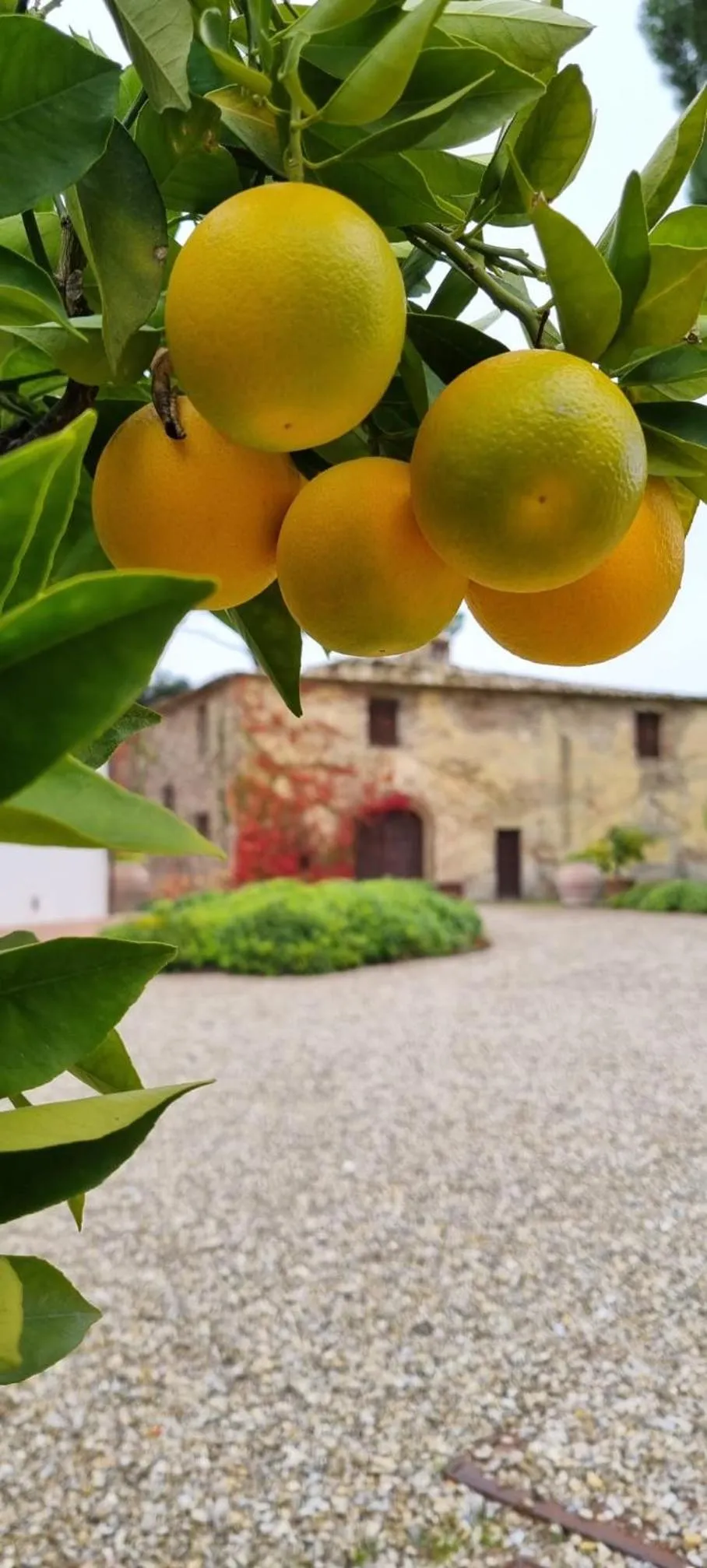 Garden in Tenuta Di Sticciano