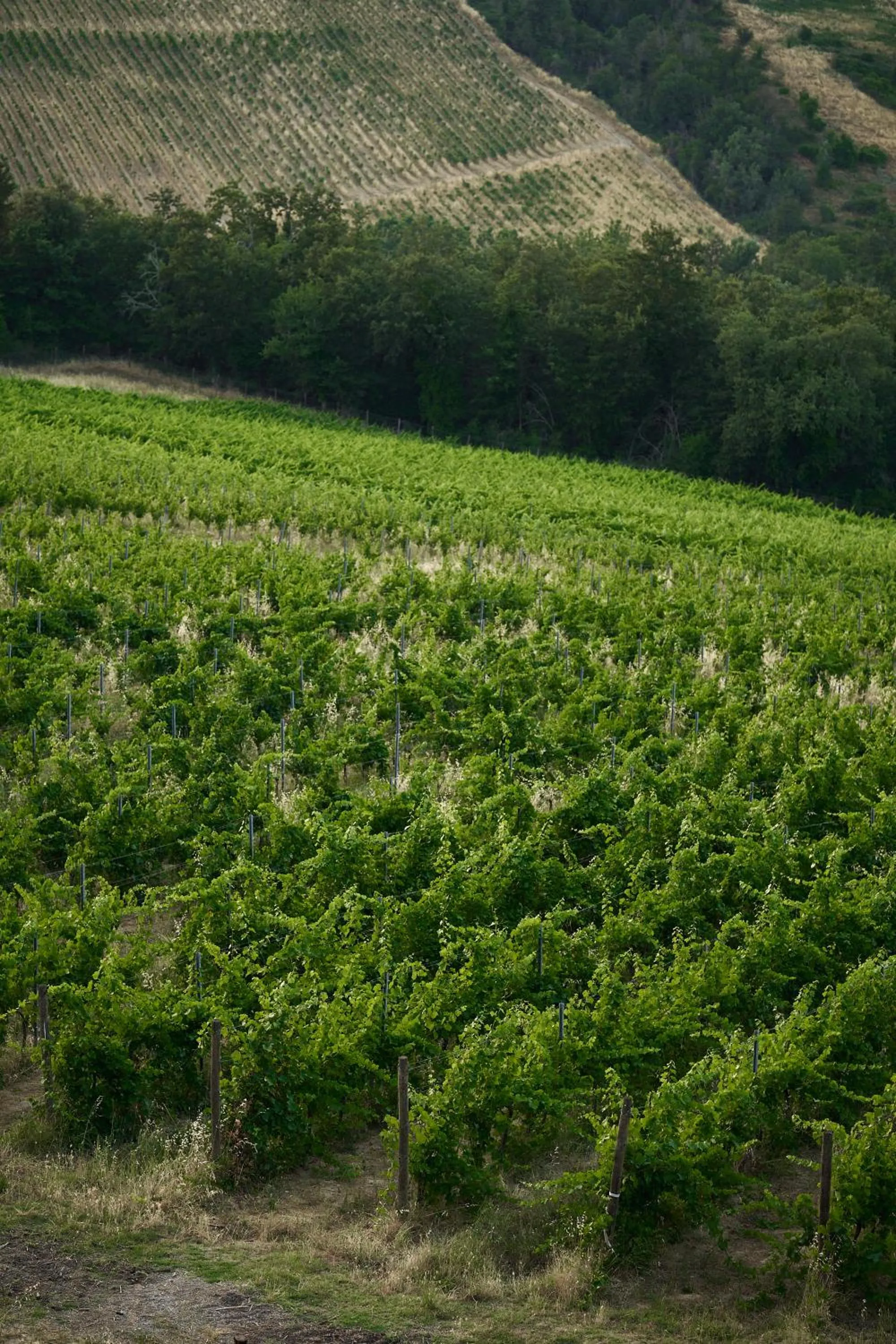 Natural landscape in Tenuta Di Sticciano