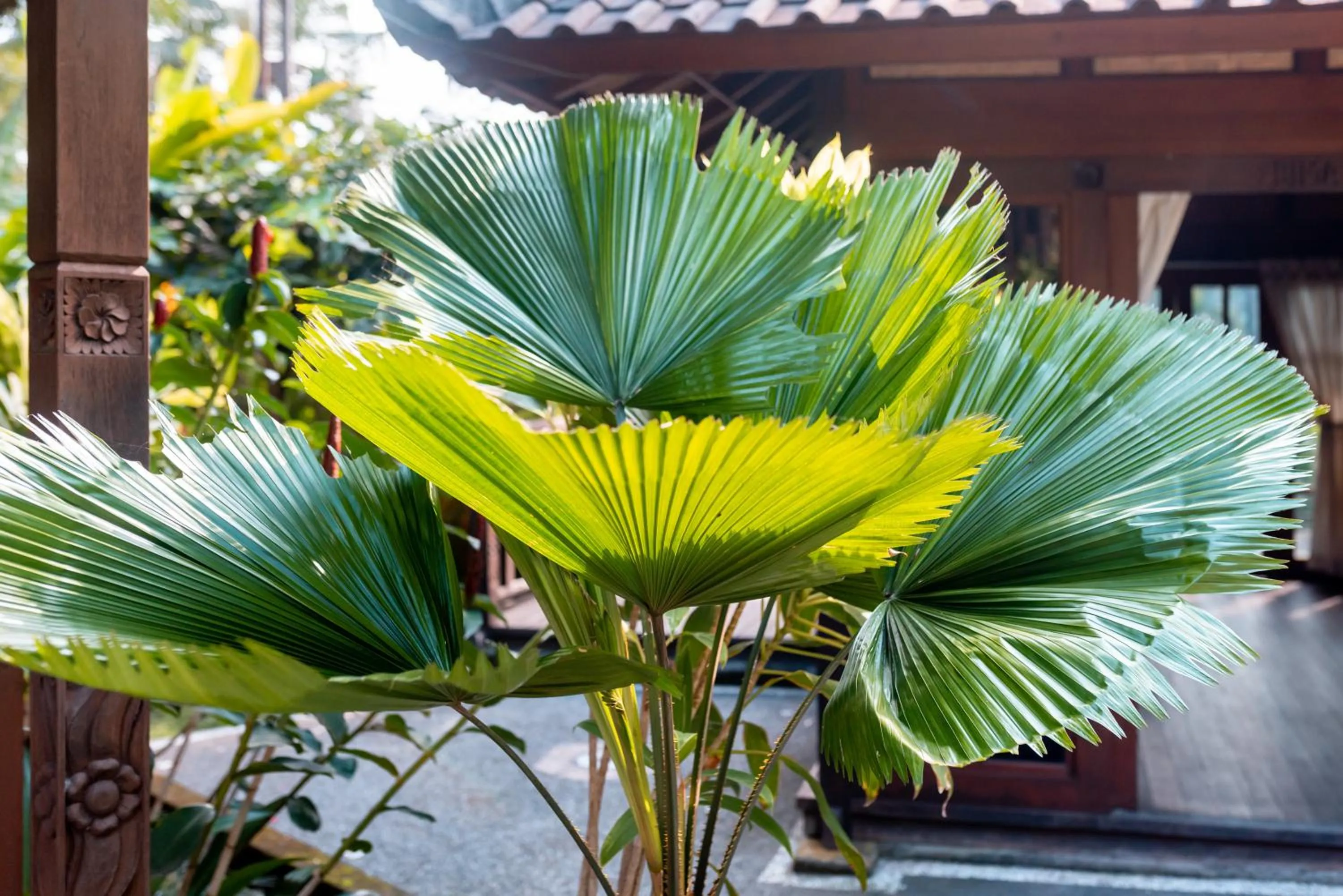 Garden in Villa Waturenggong Ubud