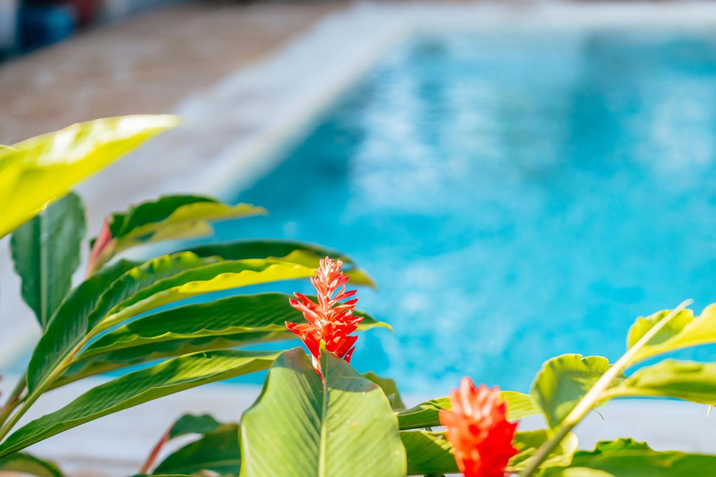 Garden in Hekaya Zanzibar