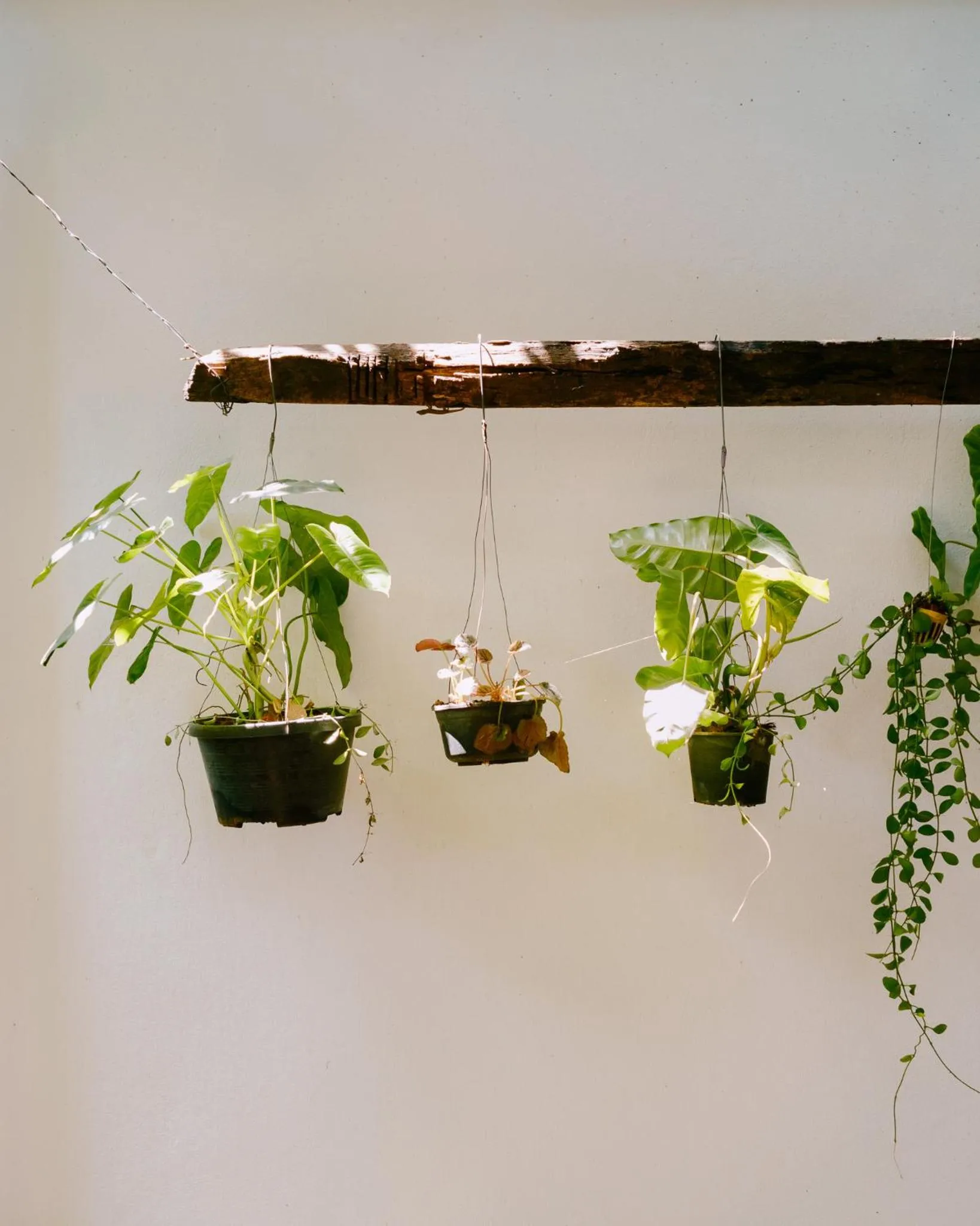 Property building in Big Tree Boutique Hotel