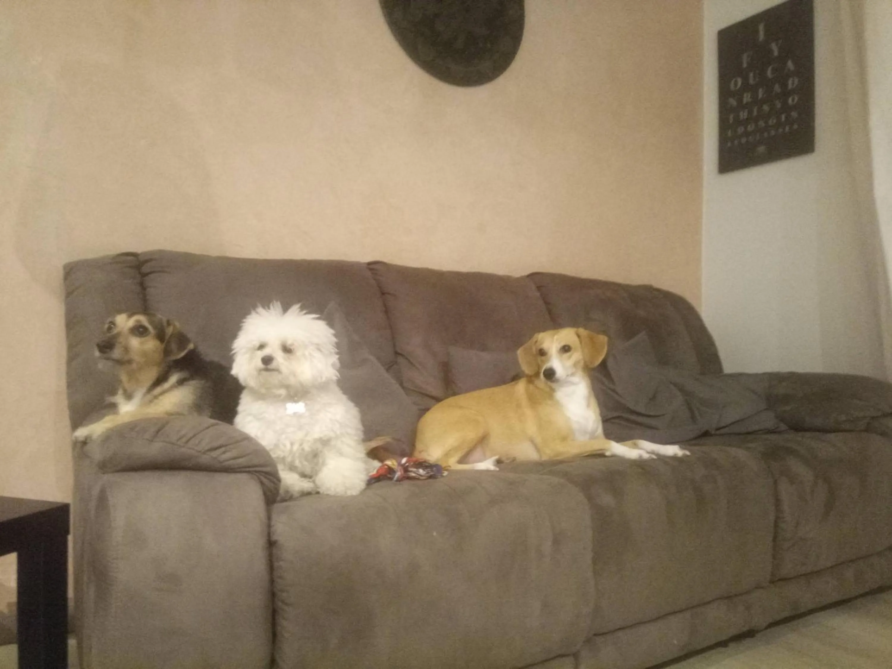 Pets in L'angolo di Betti