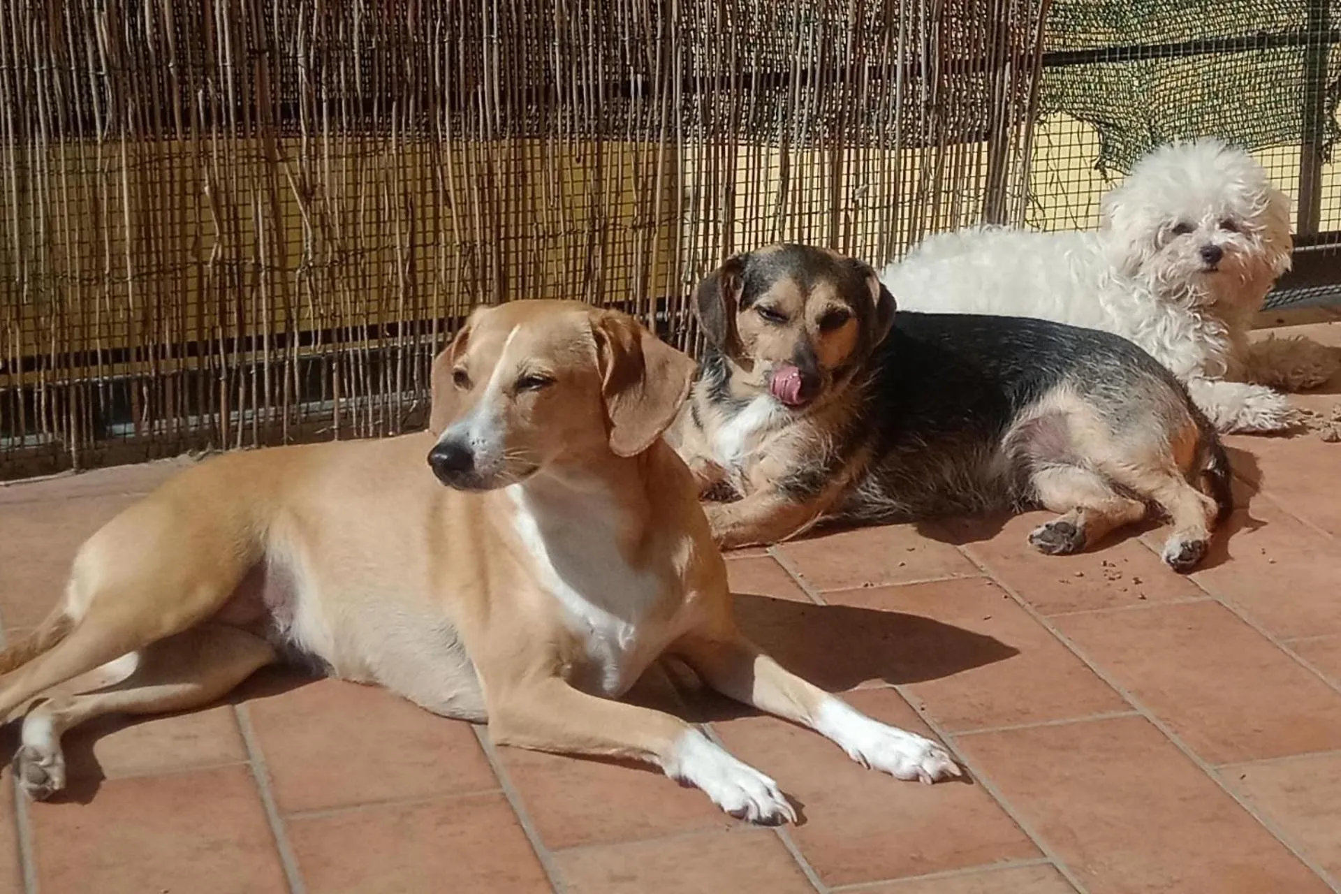 Pets in L'angolo di Betti