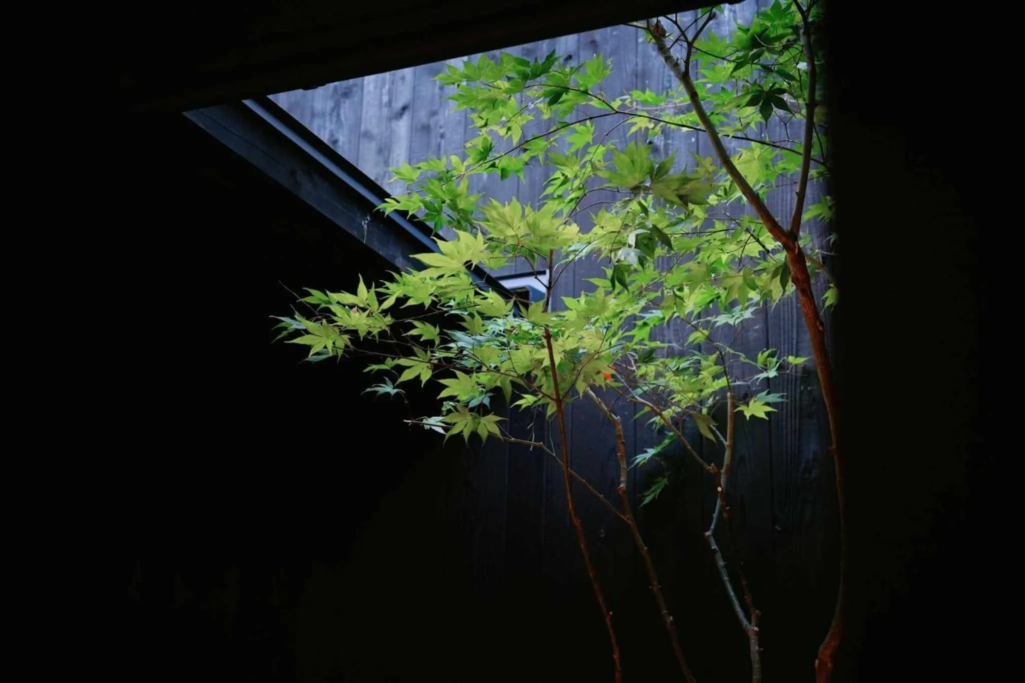 Garden in Kyoto Machiya Zeniyacho