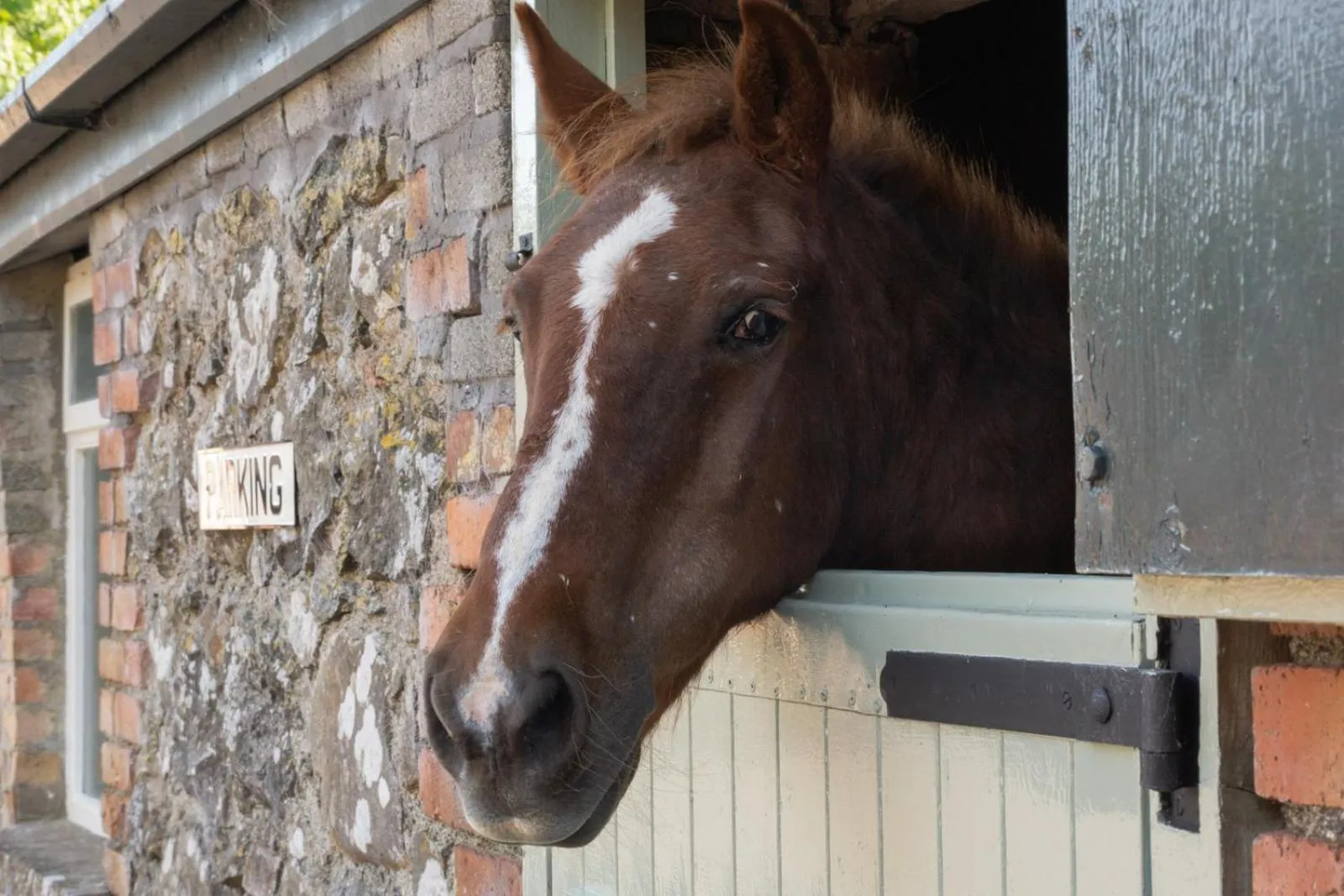 Animals in Millbrae Lodges