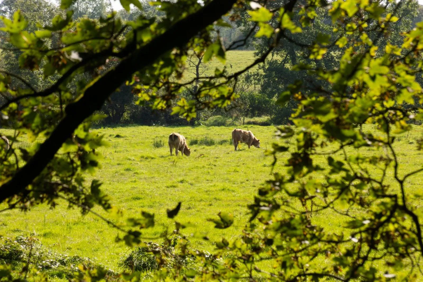 Natural landscape in Millbrae Lodges