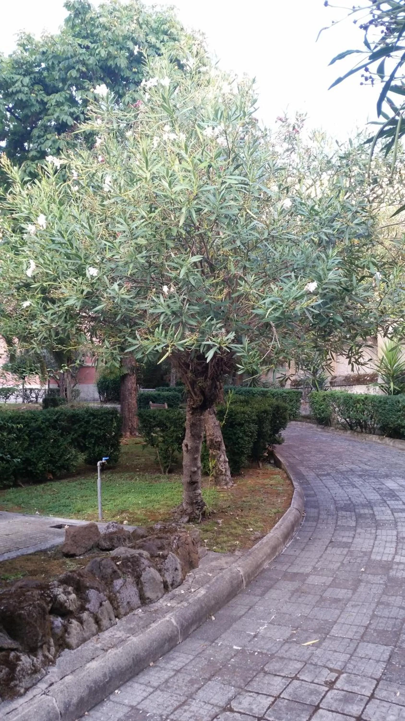 Garden view in Vecchia Roma Resort
