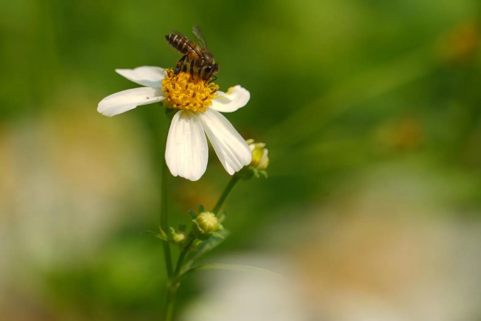 Animals in Chayana Resort