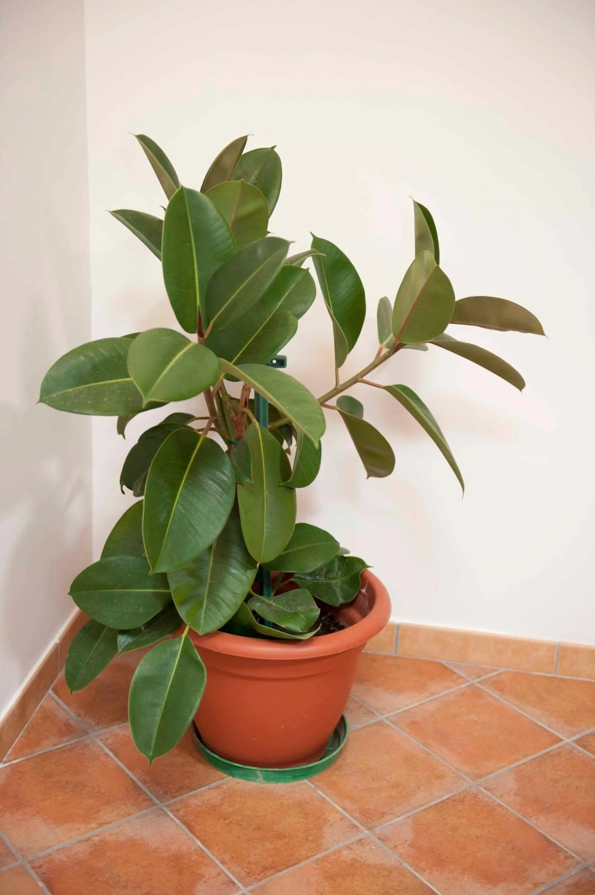 Decorative detail in Casa Vacanze - Affittacamere Il Tempone