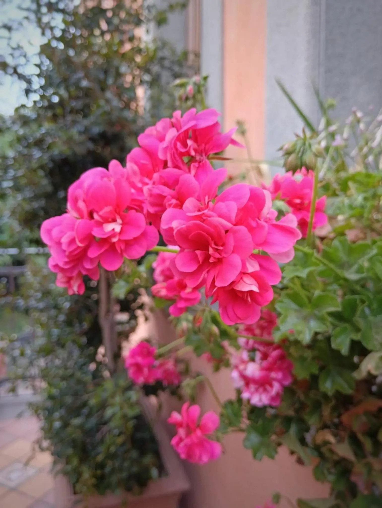 Garden in Villa Hirschen