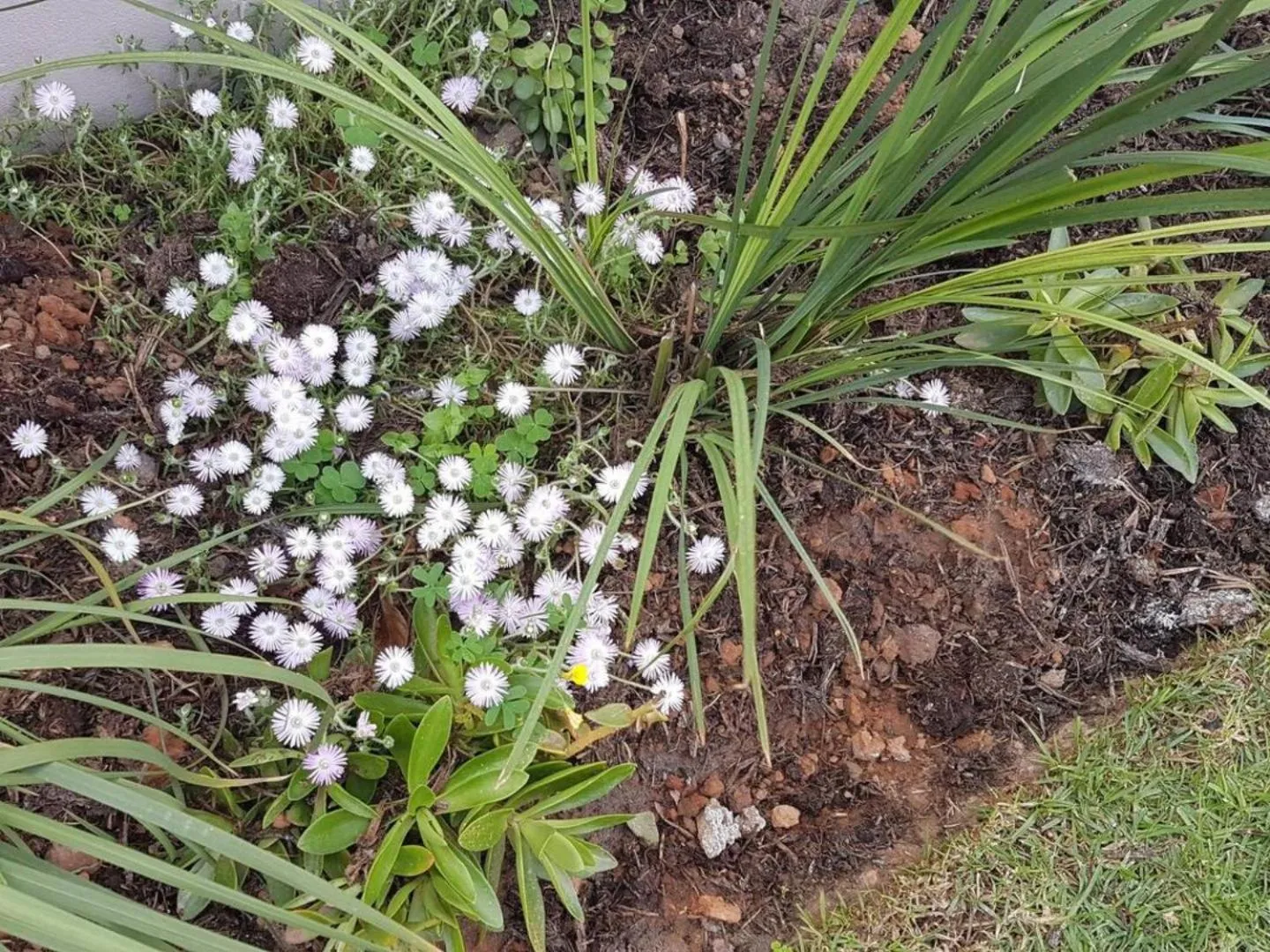 Garden in Worcester the Karoo Guest Room