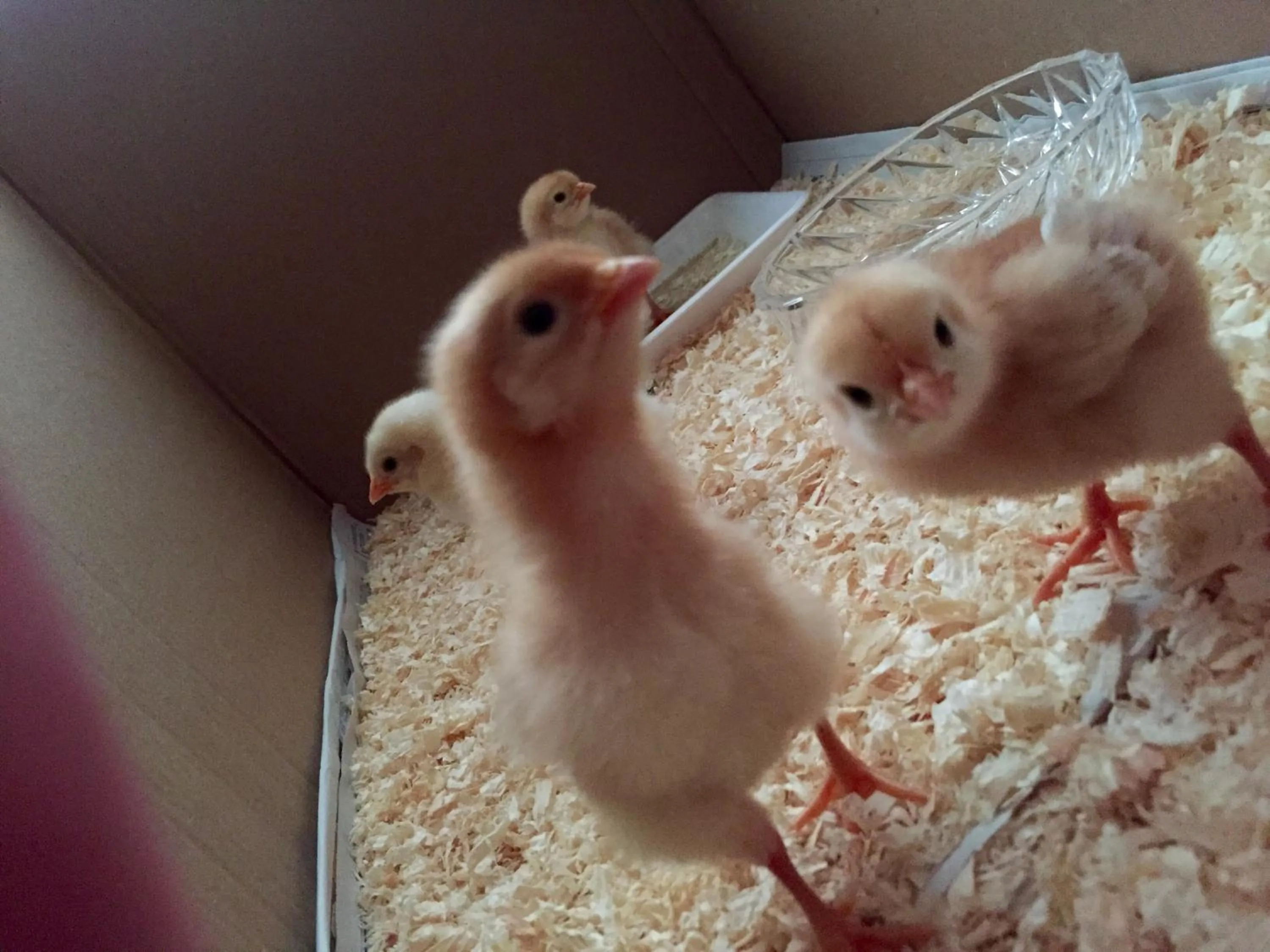 Pets in Kumano Winery Guest House