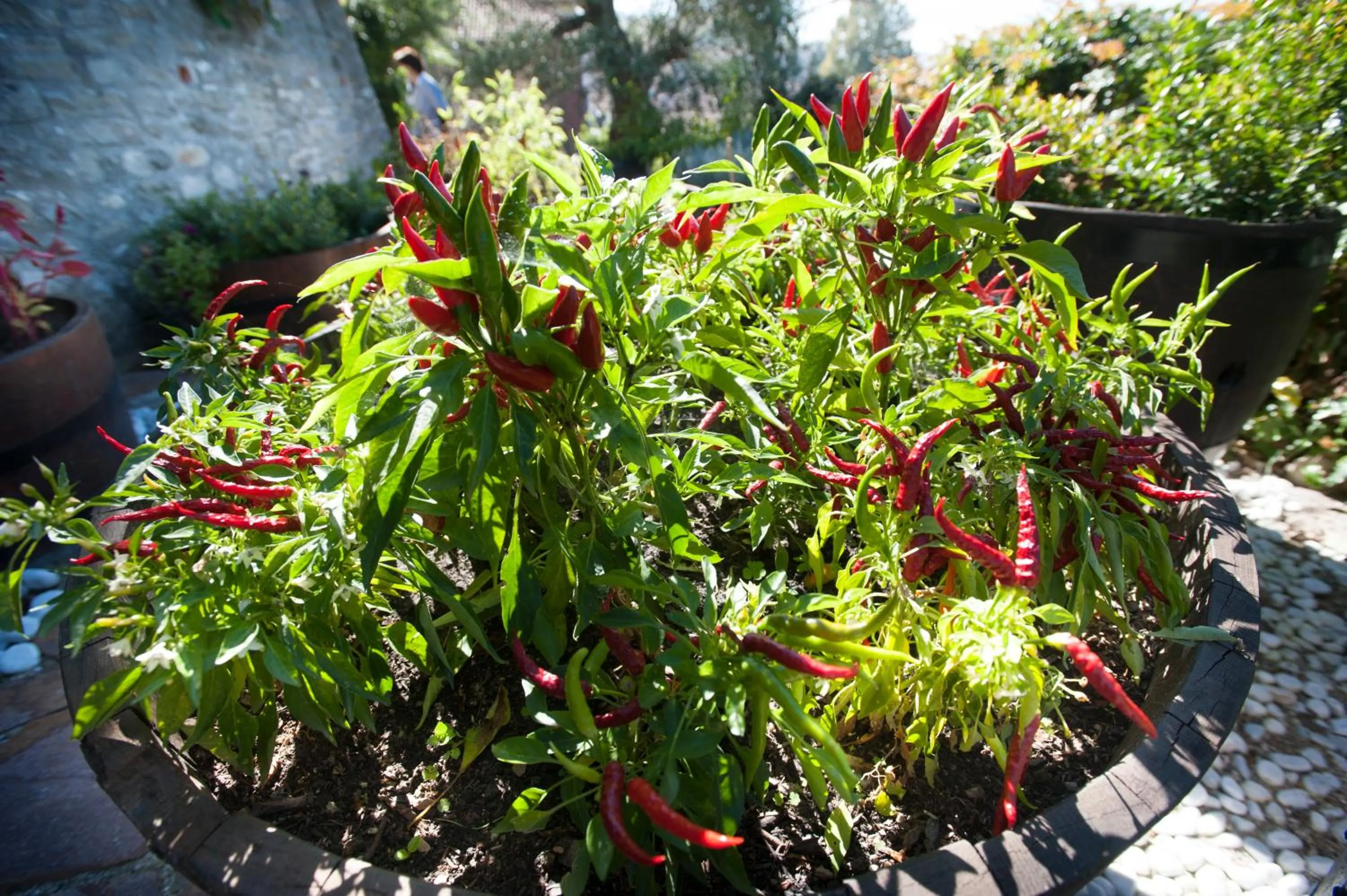 Garden in Felicin - Palazzo Boeri Panoramic Suites