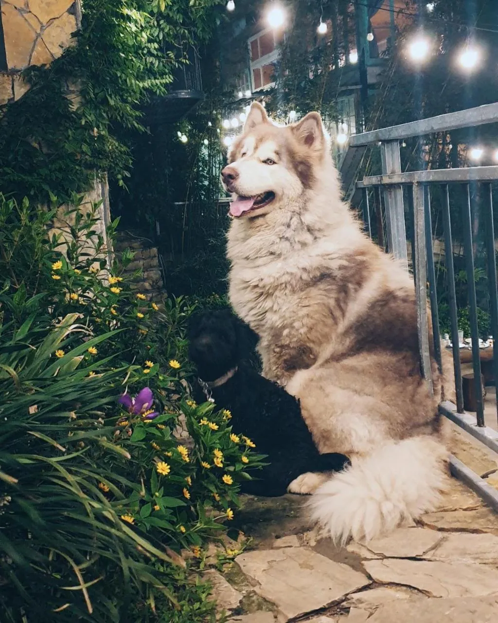 Le vent Tam Đảo homestay