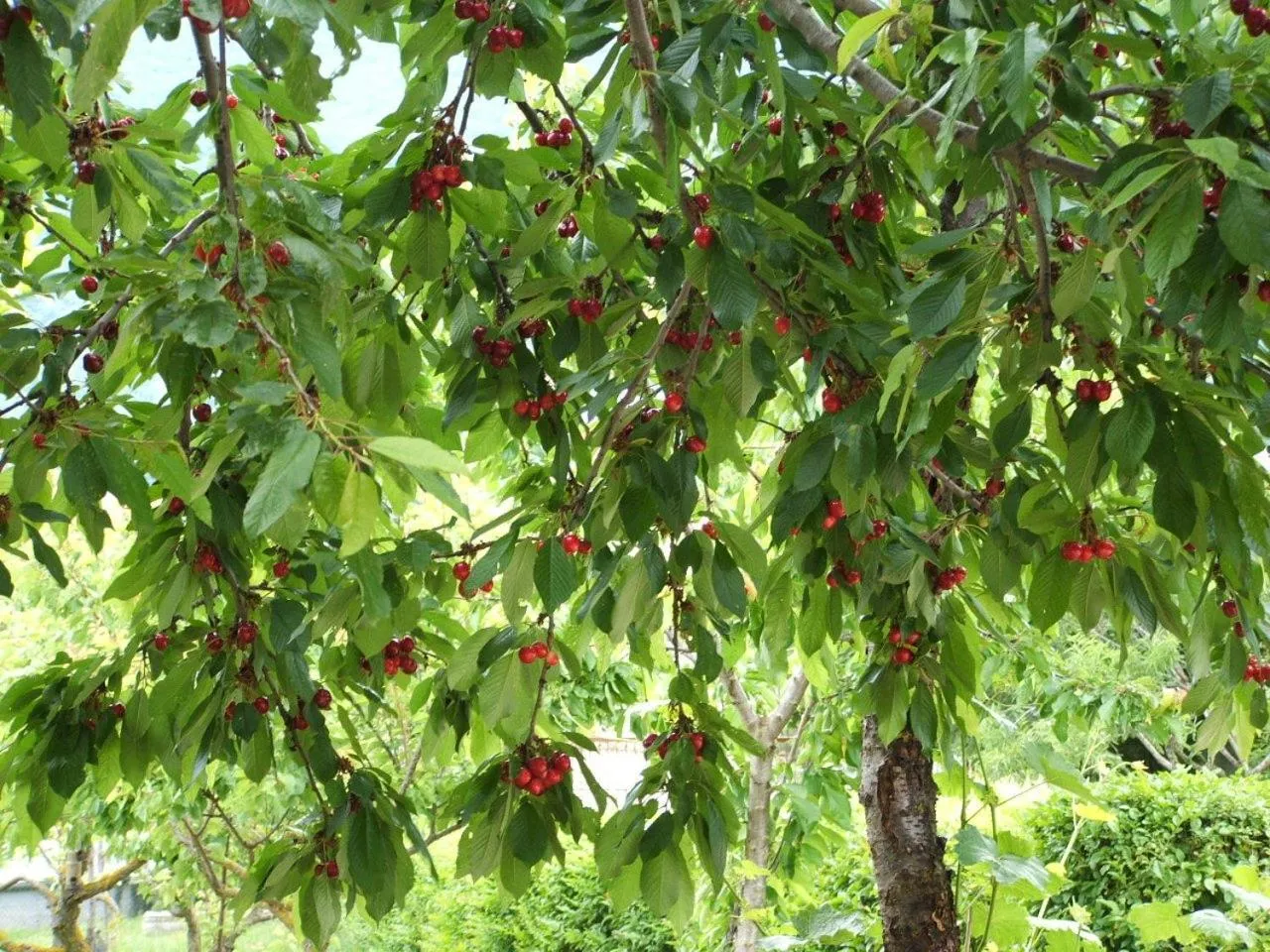 Garden in Abruzzo Segreto