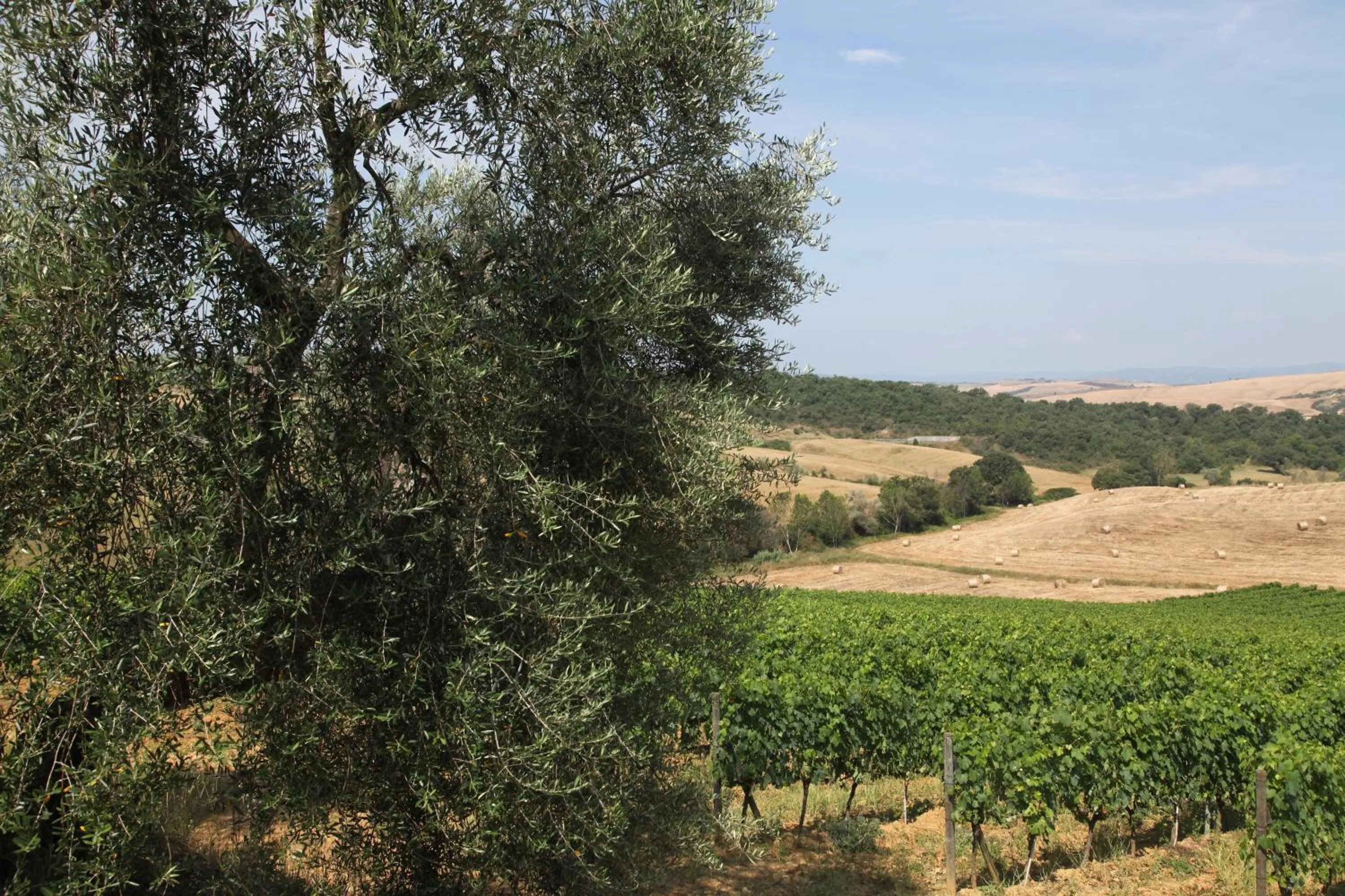 View (from property/room) in Agriturismo Bagnaia