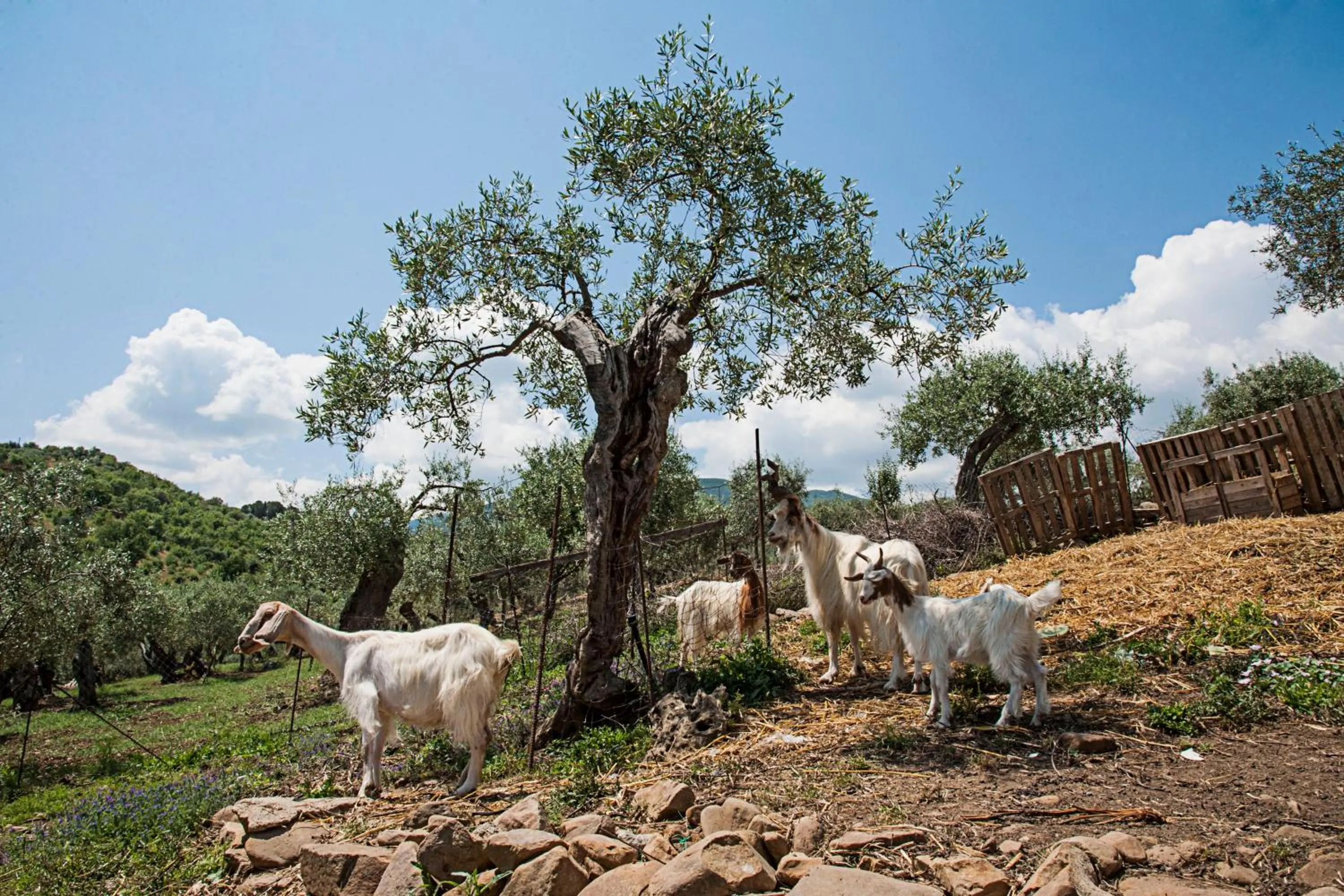 Animals in Azienda Agrituristica Bergi