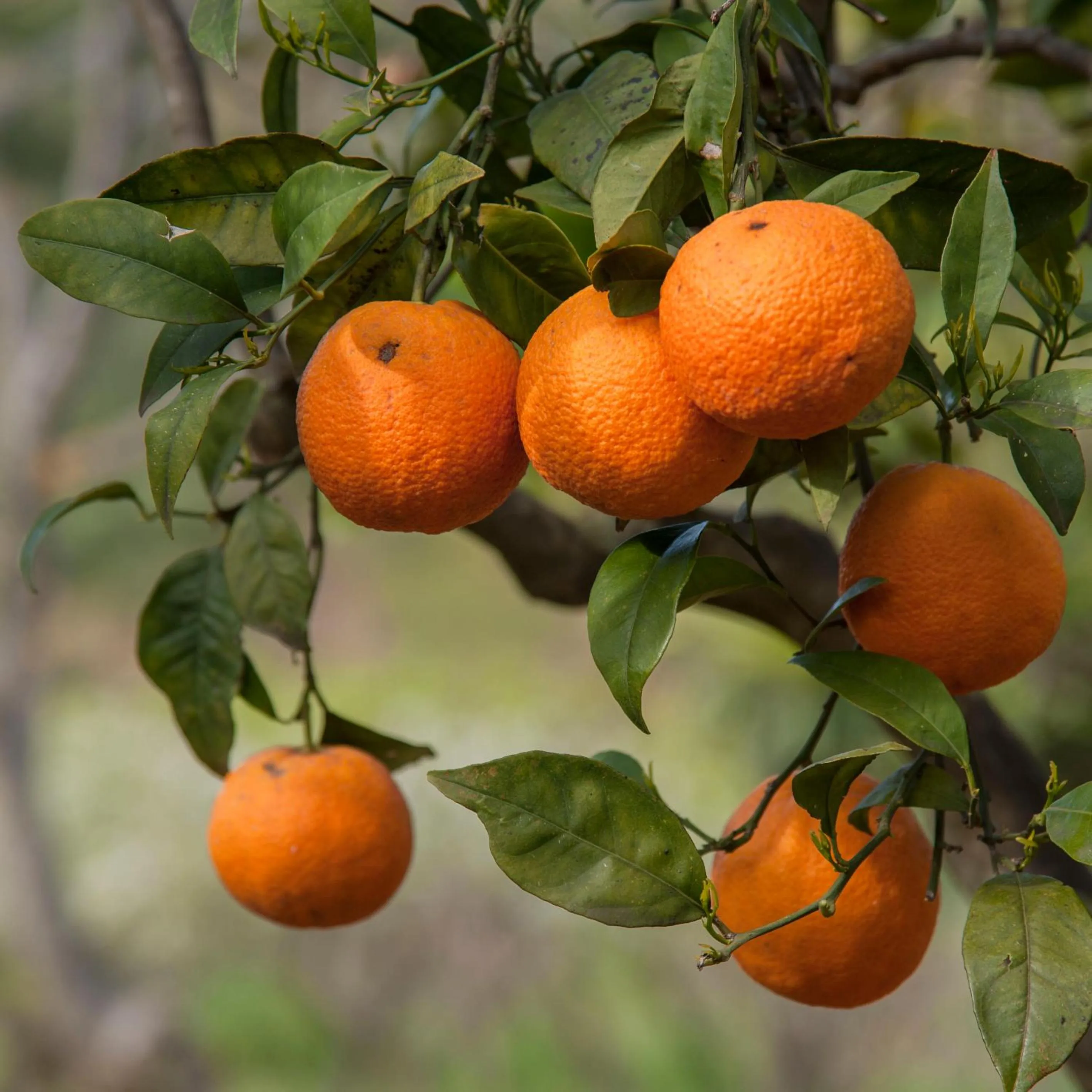 Garden in Azienda Agrituristica Bergi