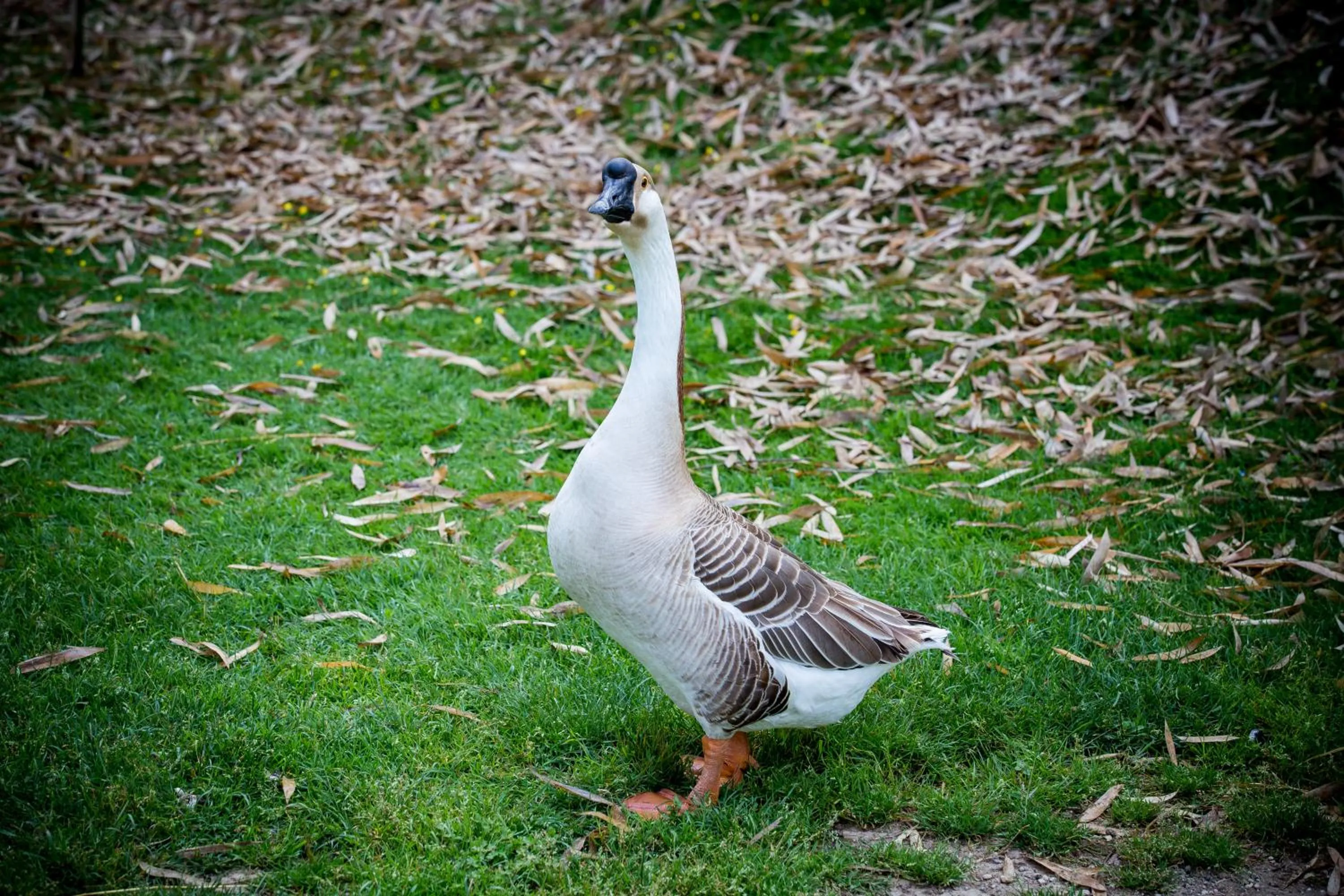 Animals in Agriturismo Bosco Del Gal