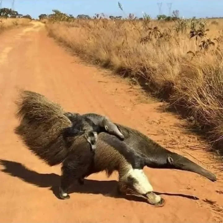 Pousada flores de ipê