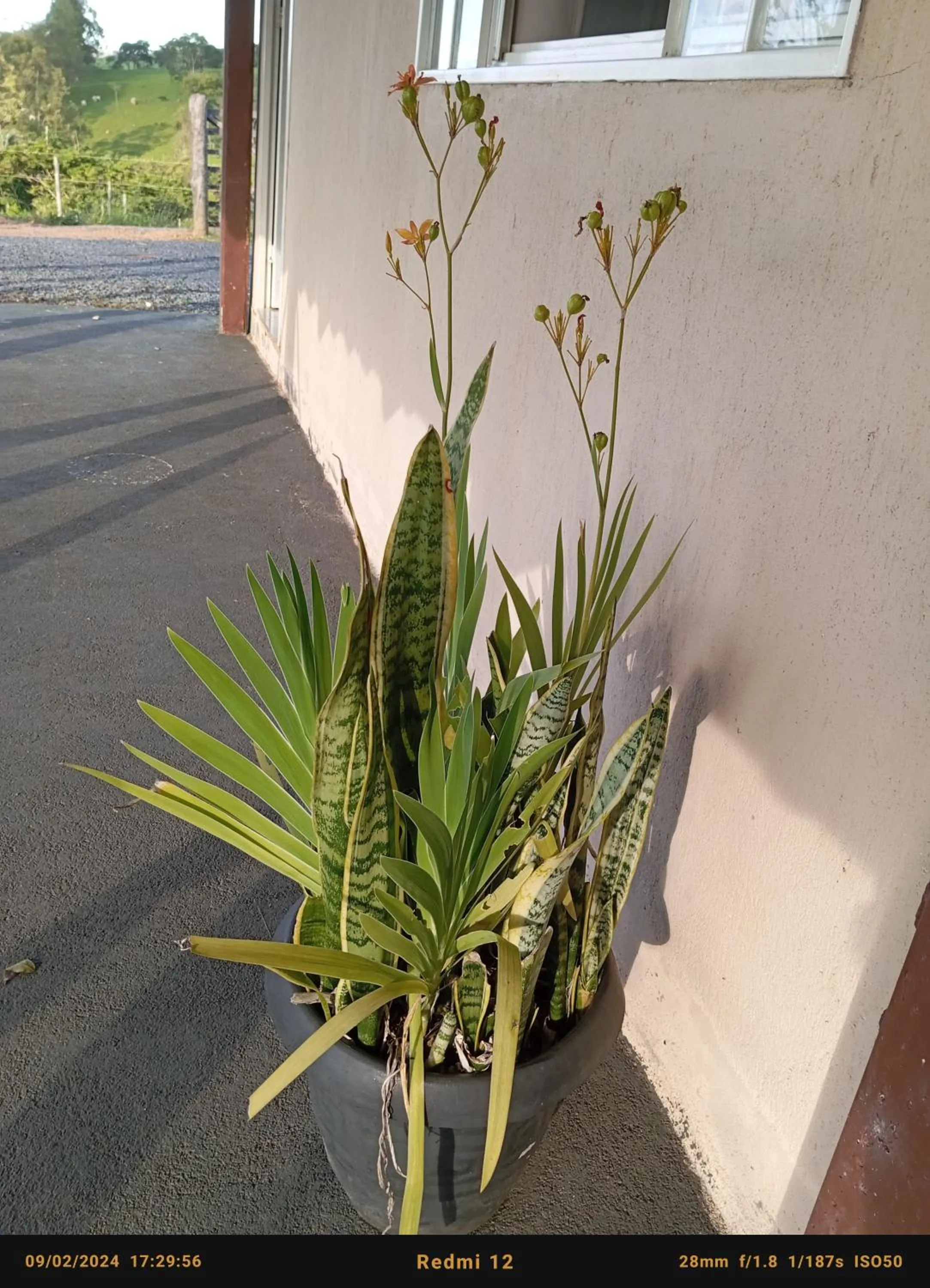 Pousada flores de ipê