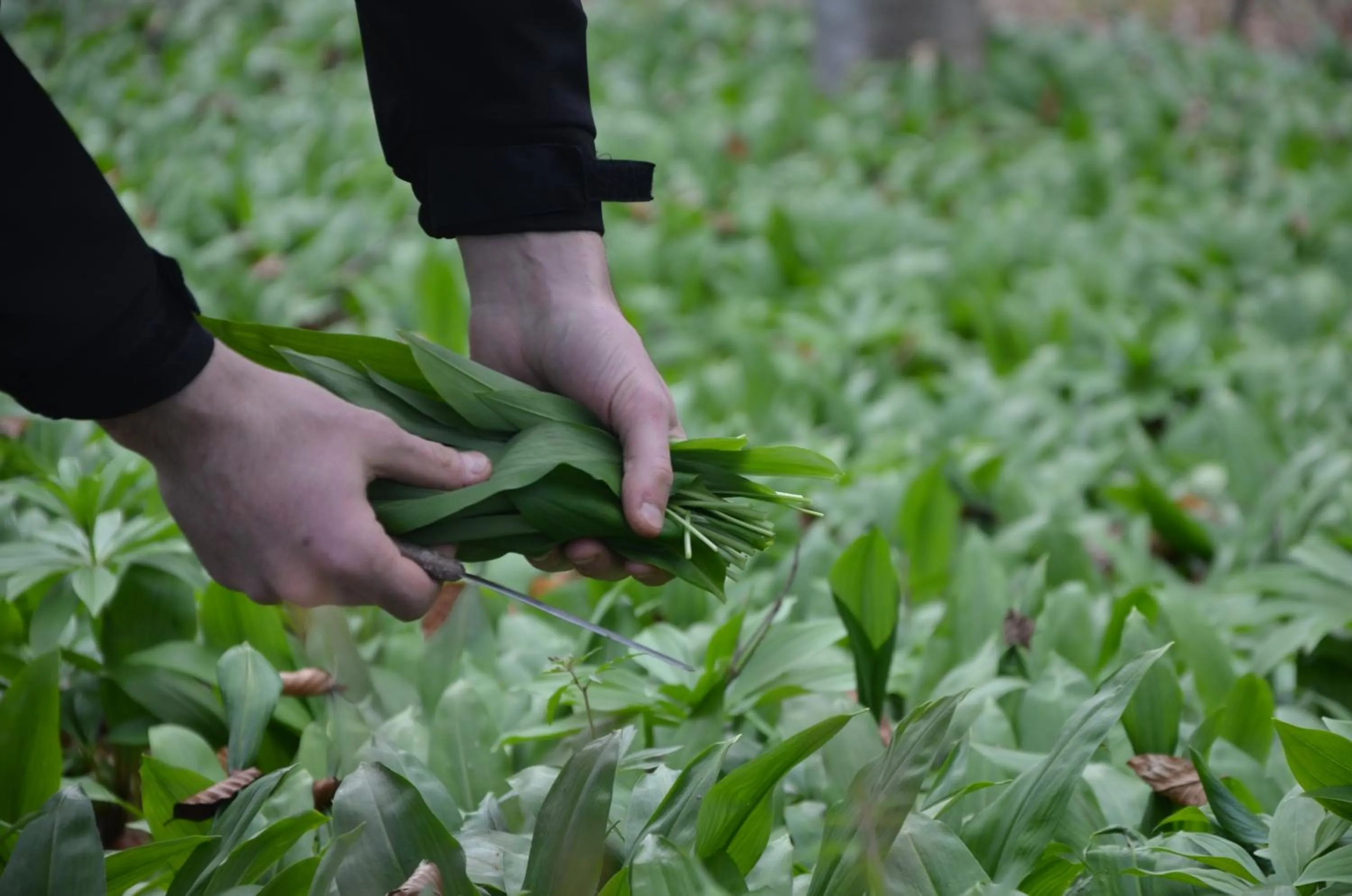 Restaurant/places to eat in Hotel Alpi - Foza