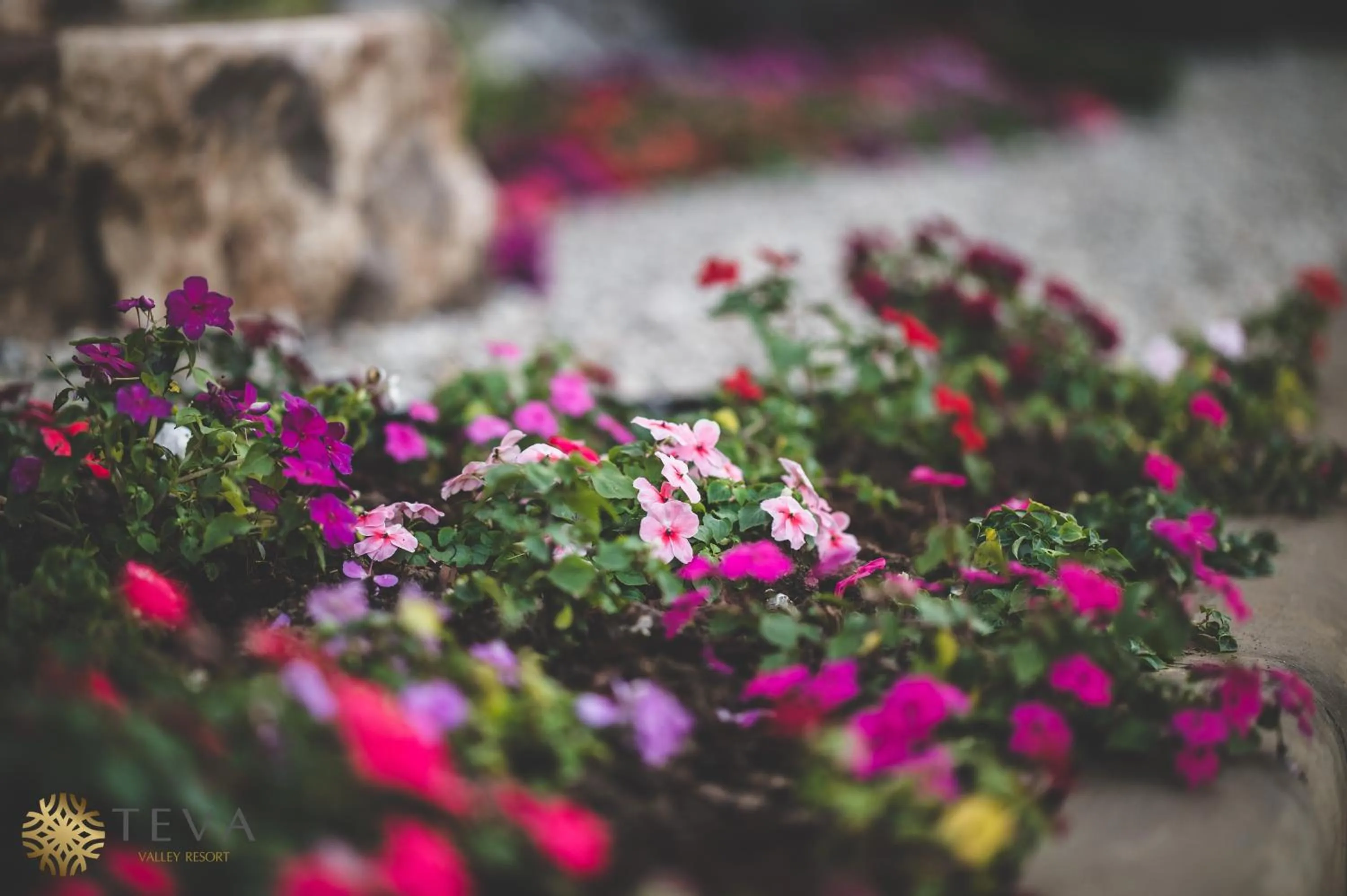 Garden in TEVA Valley Resort
