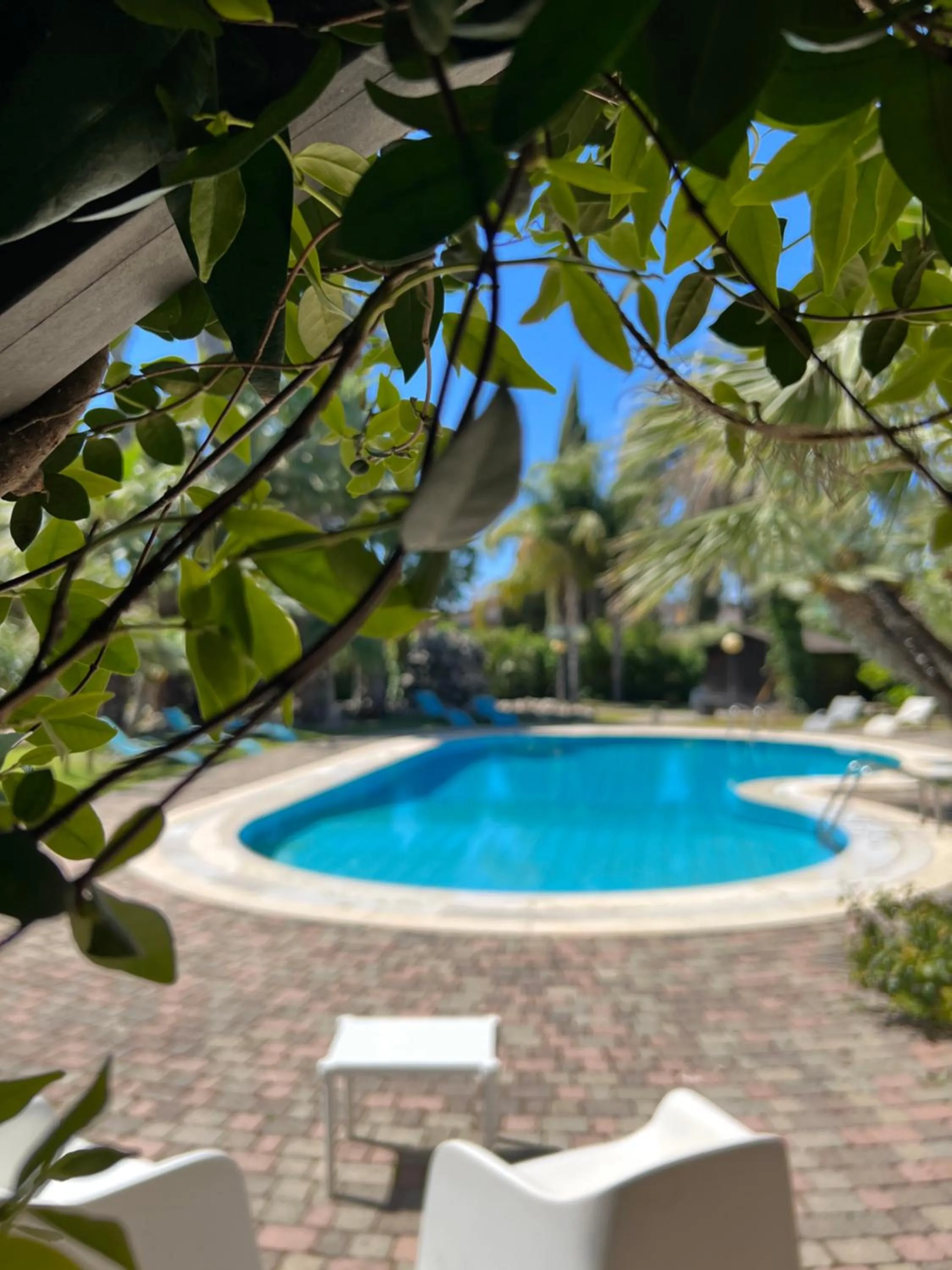 All'Ombra del Palmeto