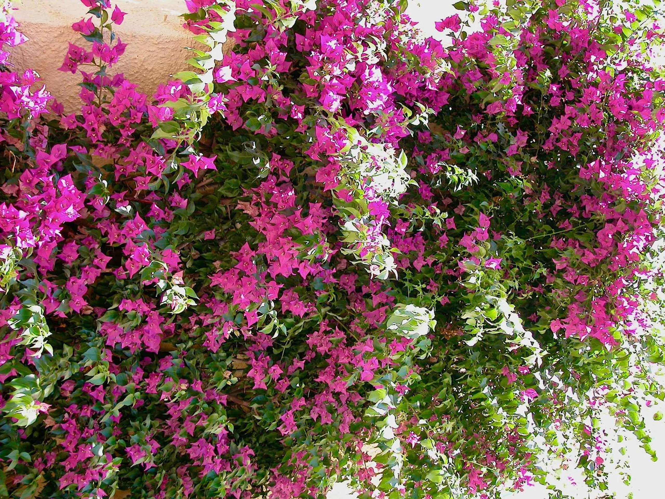 Garden in Hotel Meridiana