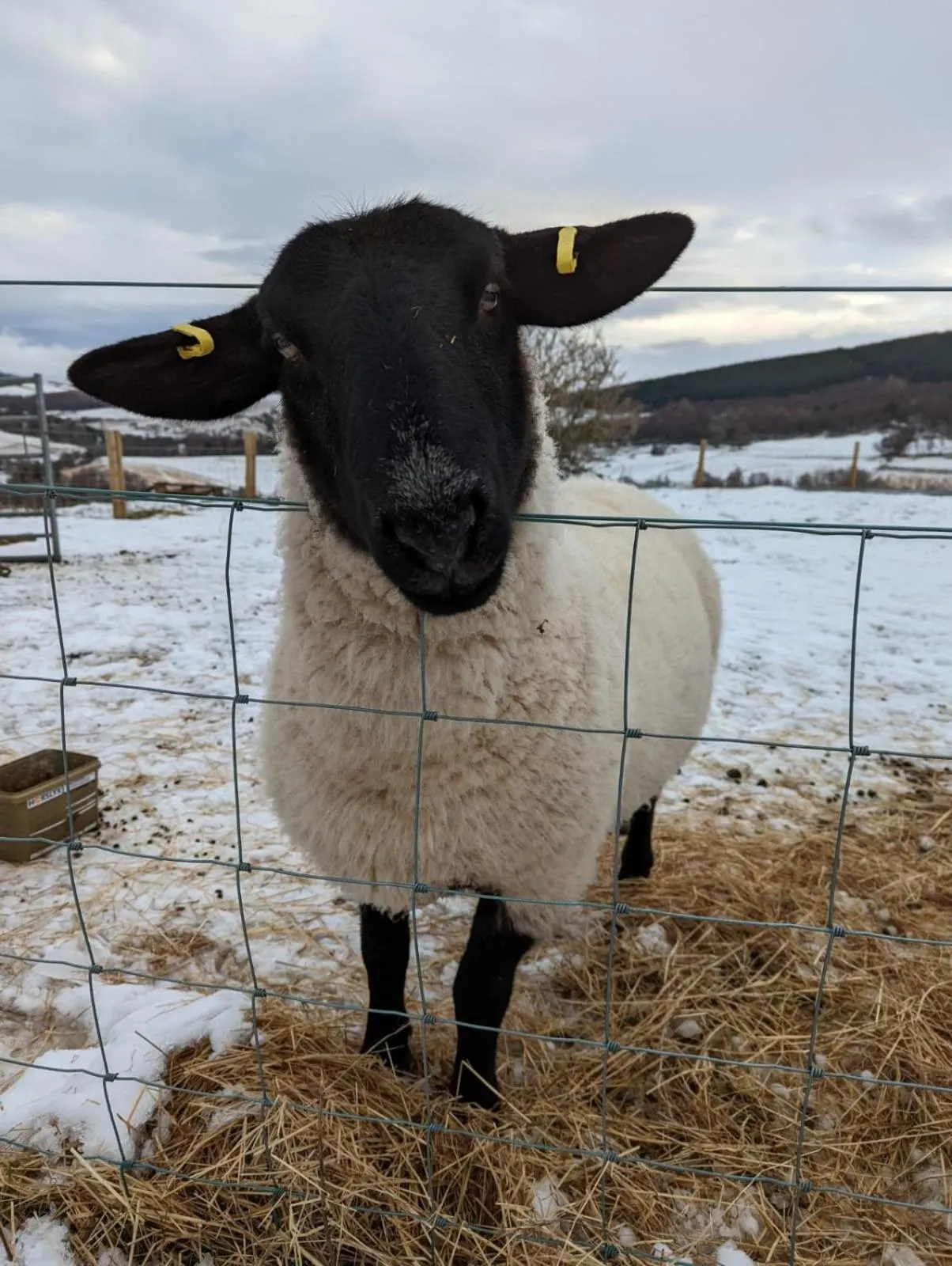 Animals in Lettoch Farm