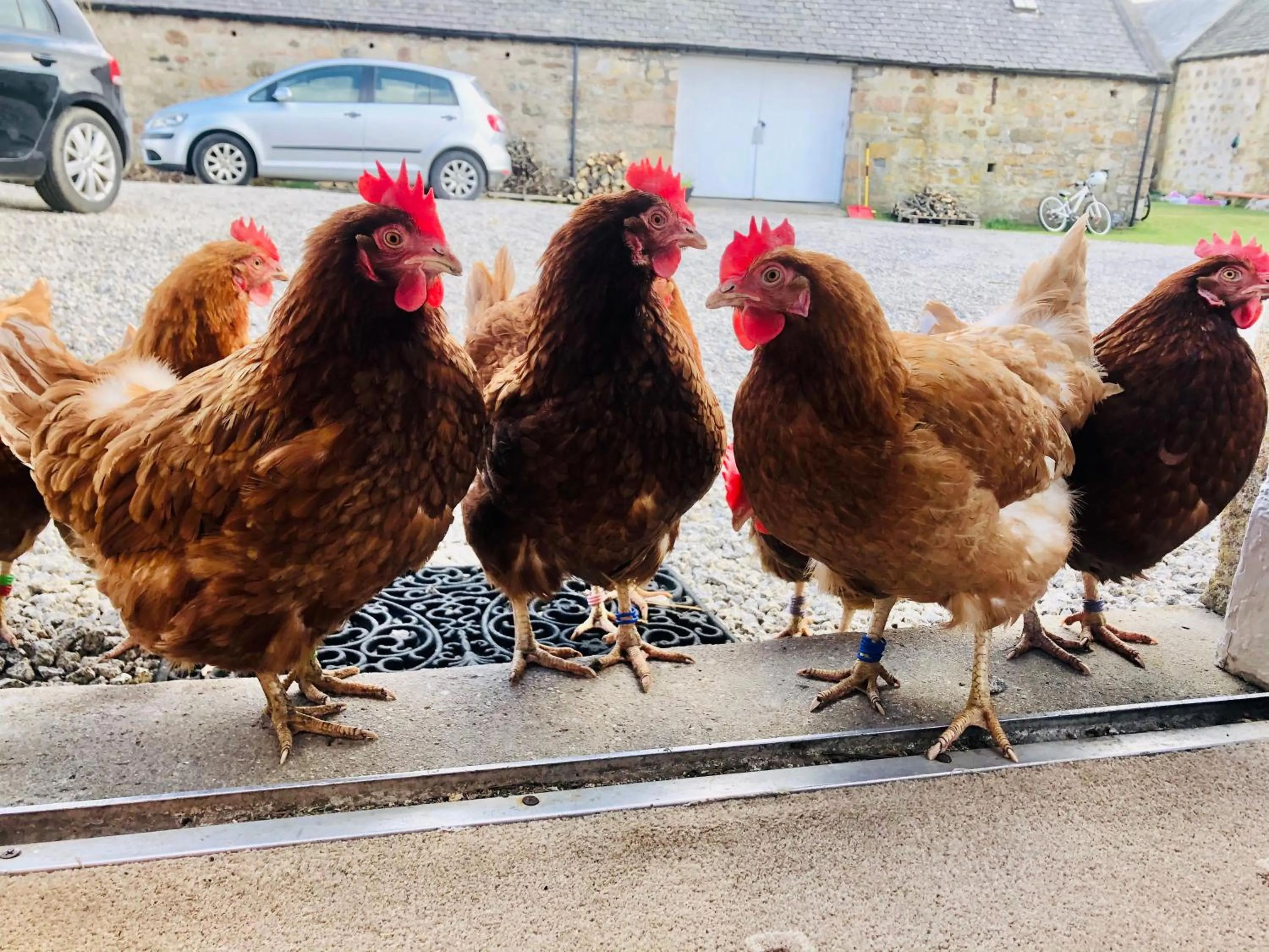 Animals in Lettoch Farm