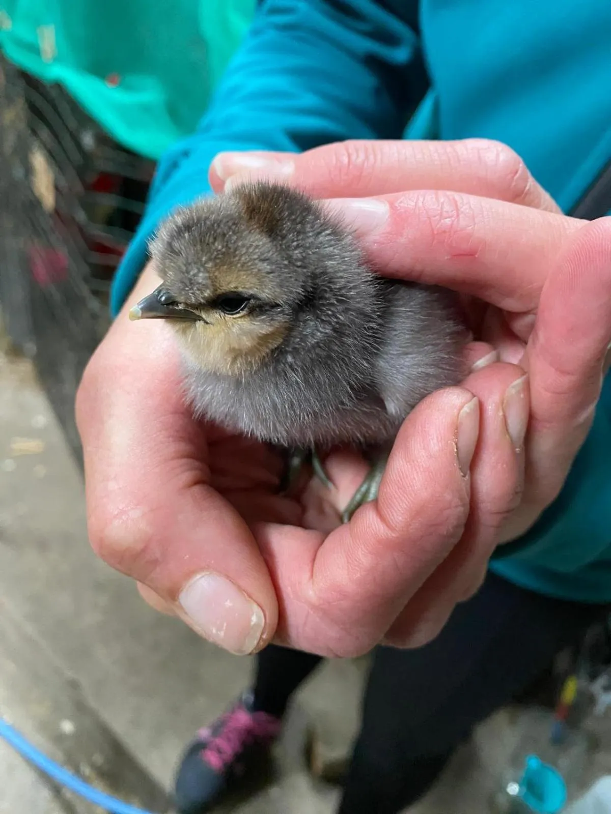 Animals in Lettoch Farm