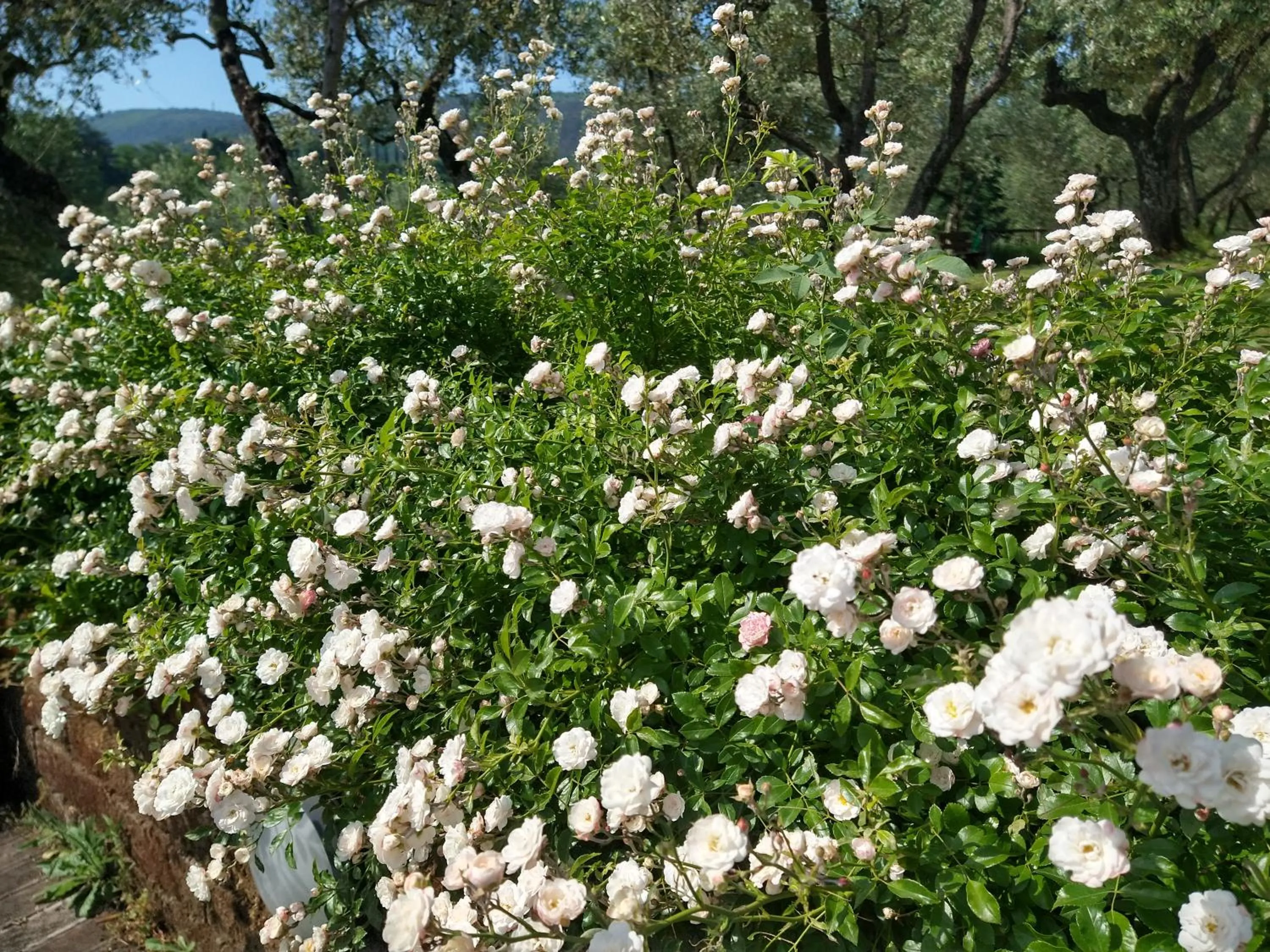 Olivia B&B and Apartment